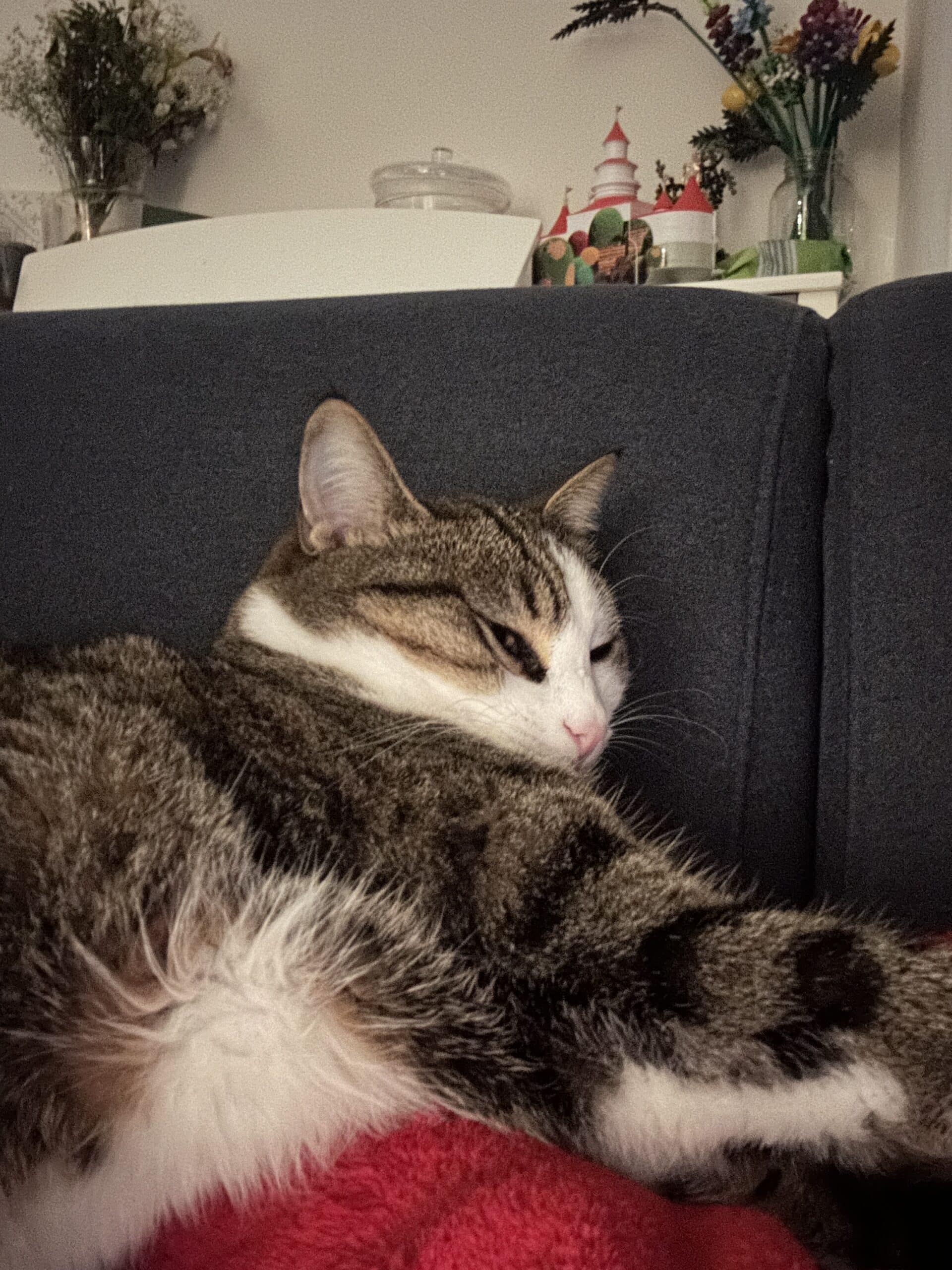 #7 Zuerst mal daheim ausruhen! Die Katze und ich kuscheln.