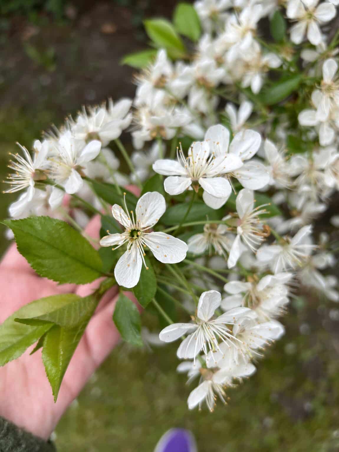 #2 Am Morgen gehe ich eine Runde spazieren. Überall blüht und duftet es.