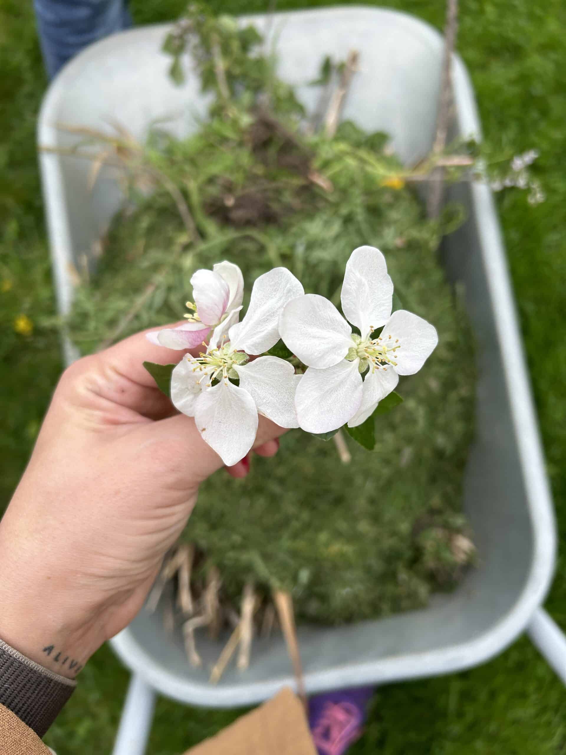 Hallo Samstag. Es steht Gartenarbeit an. Ich schneide und gieße und mähe...