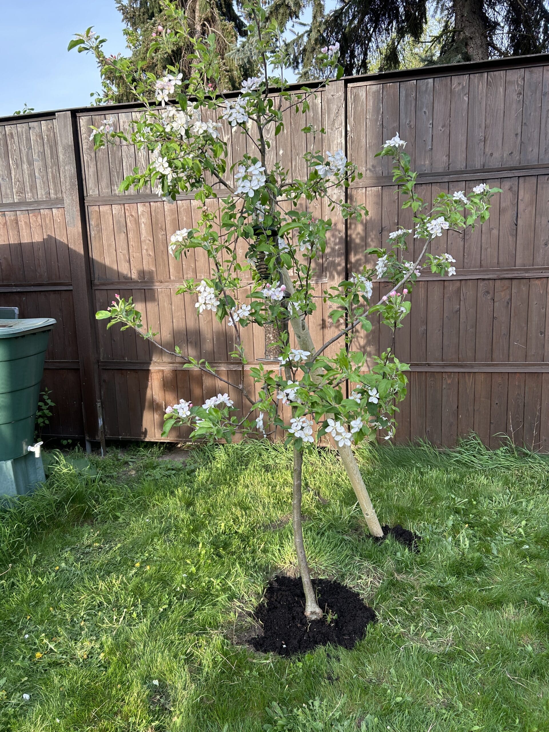 Wir stützen den Apfelbaum, damit die Ernte dieses Jahr großartig wird.
