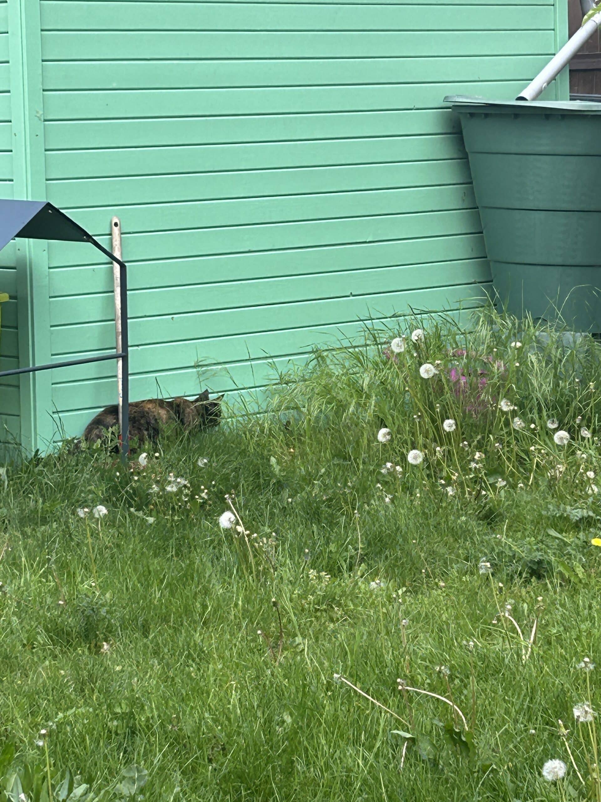 Als wir nach Hause kommen erhole ich mich auf der Terrasse. Die Katze jagt währenddessen irgendwas...