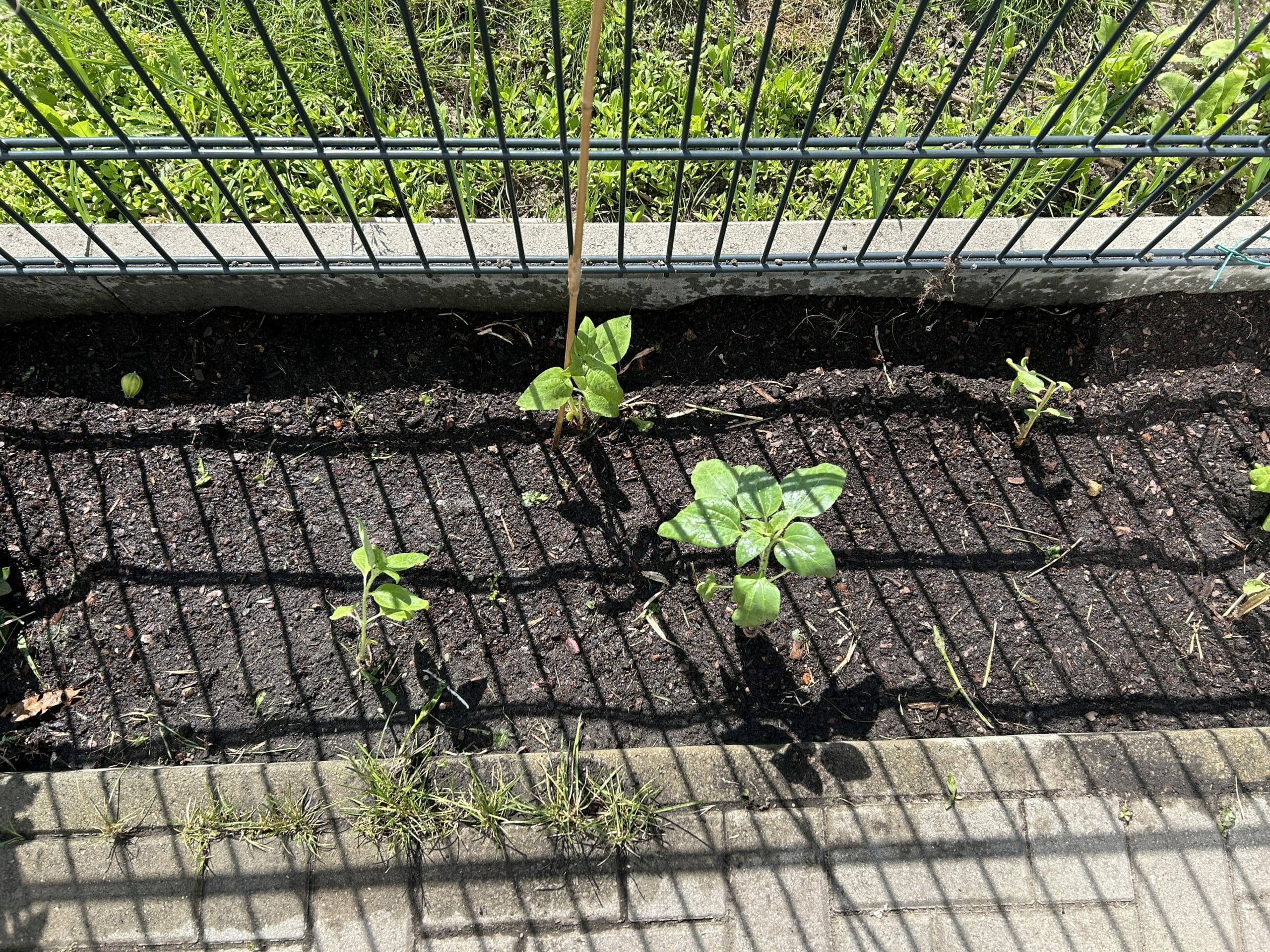 Wir pflanzen heute die Sonnenblumen aus. Die habe ich seit Ende März aufgezogen.