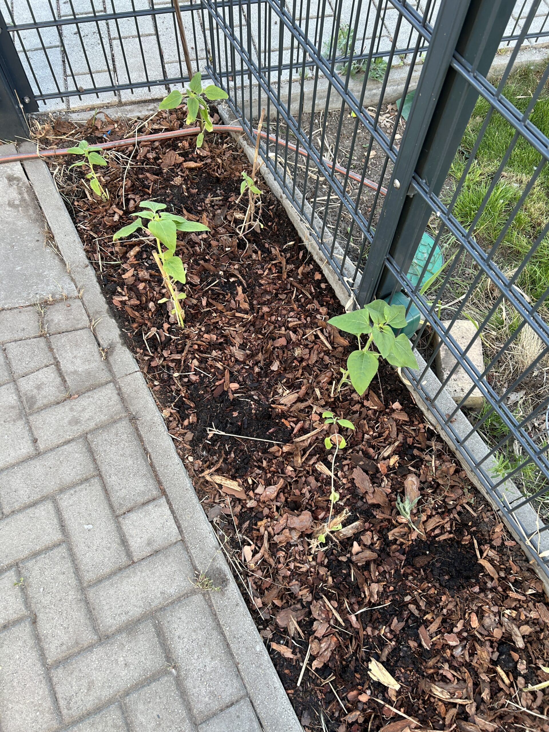 Heute werden die Sonnenblumen gemulcht. Also wieder ran an den Seitenstreifen! Ich glaub so gut sah er noch nie aus (in fünf Jahren Eigenheim).