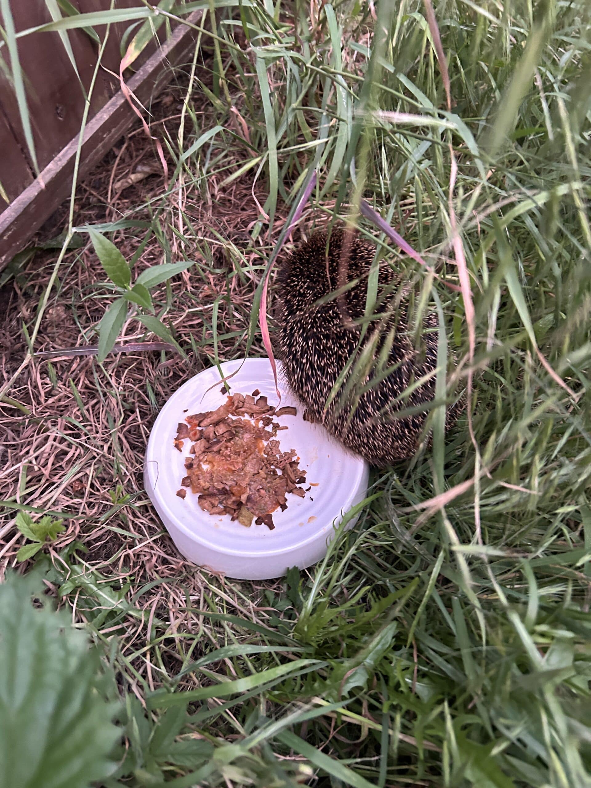Im Garten kommt der Igel vorbei.