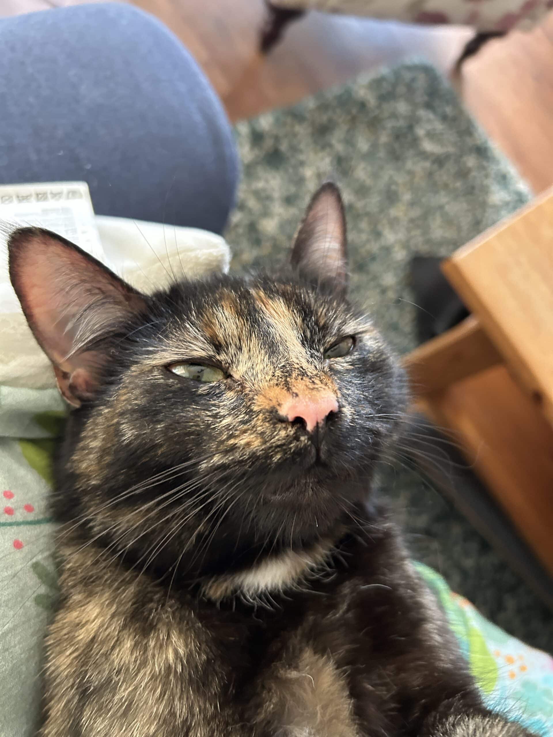 Die kleine Katze wartete schon auf Kuscheleinheiten.