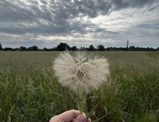Pusteblume am Straßenrand