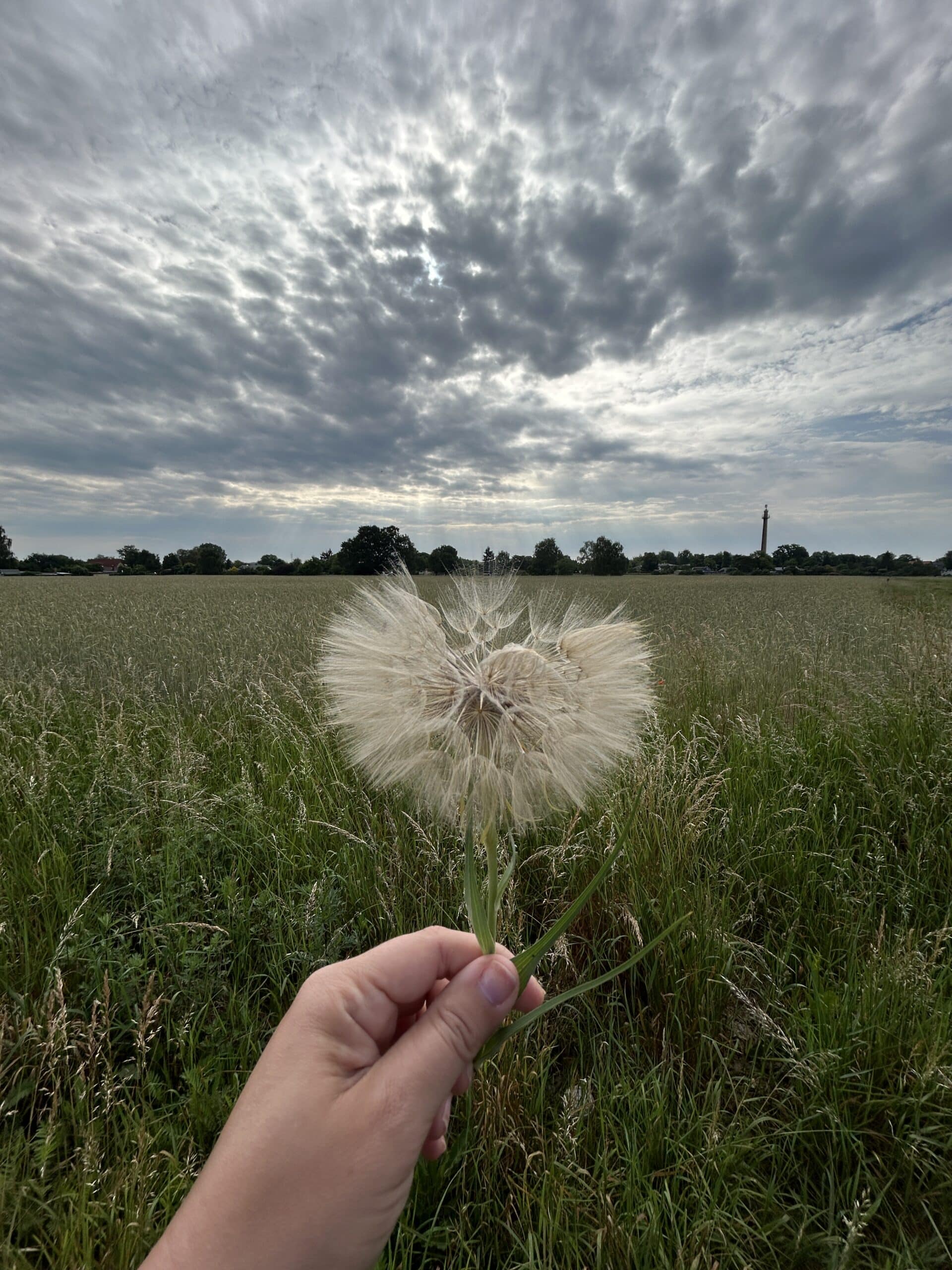 Pusteblume am Straßenrand