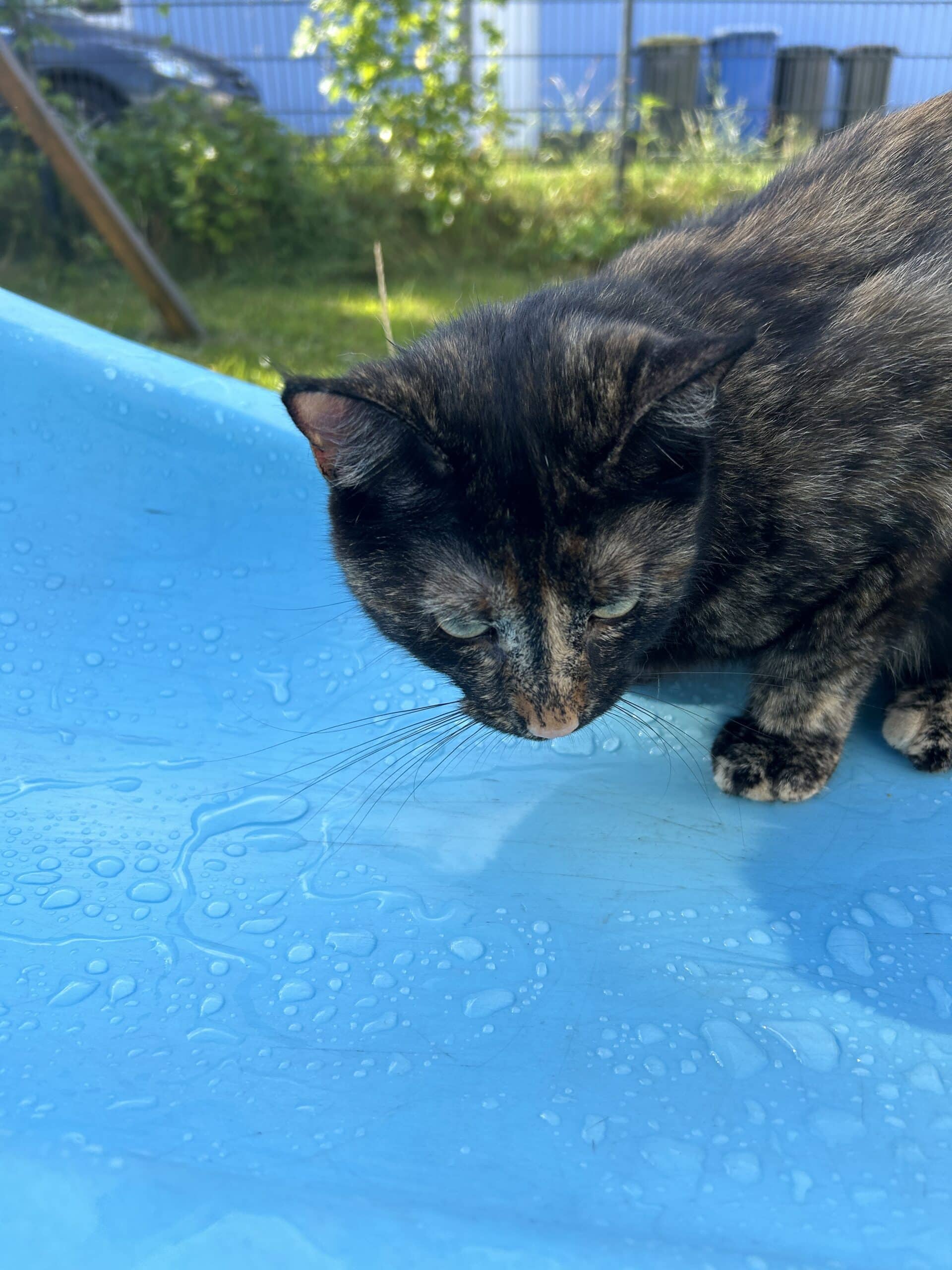 Die Katze ist auch schon auf und trinkt erstmal Wasser aus der Rutsche.