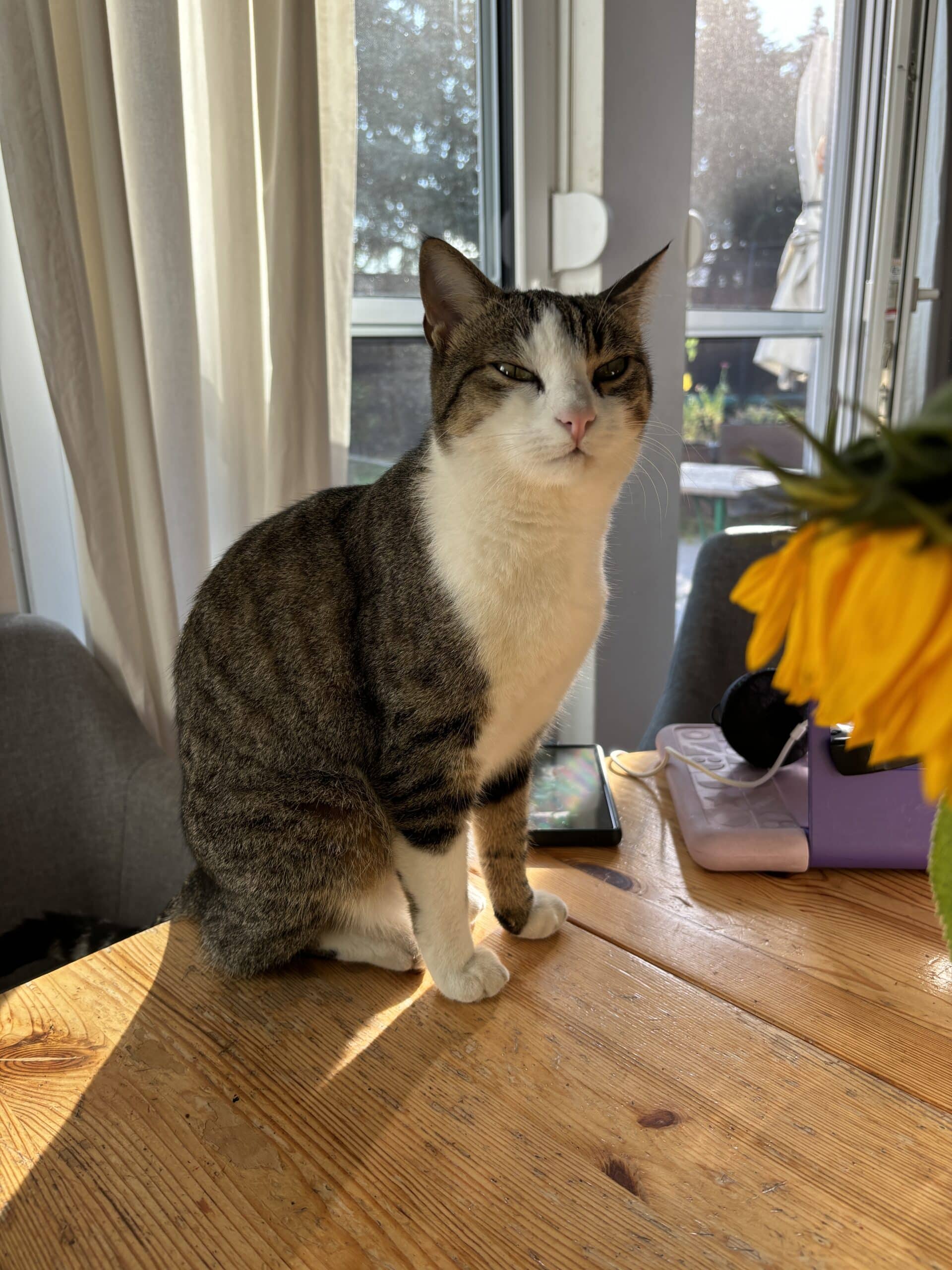 Guten Morgen am Samstag. Die Katze ist schlecht gelaunt und sitzt am falschen Platz.