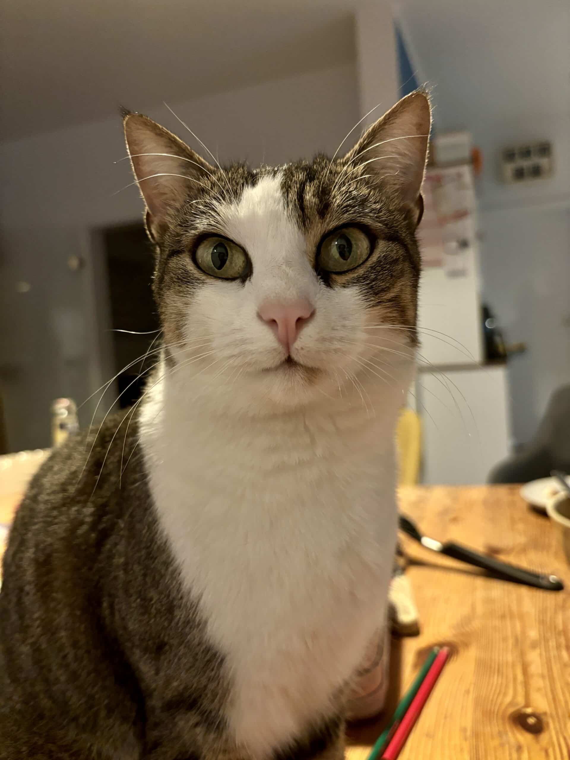 Die Katze hat Fragen...ob sie damit bei den Matheaufgaben der Jüngsten helfen kann?