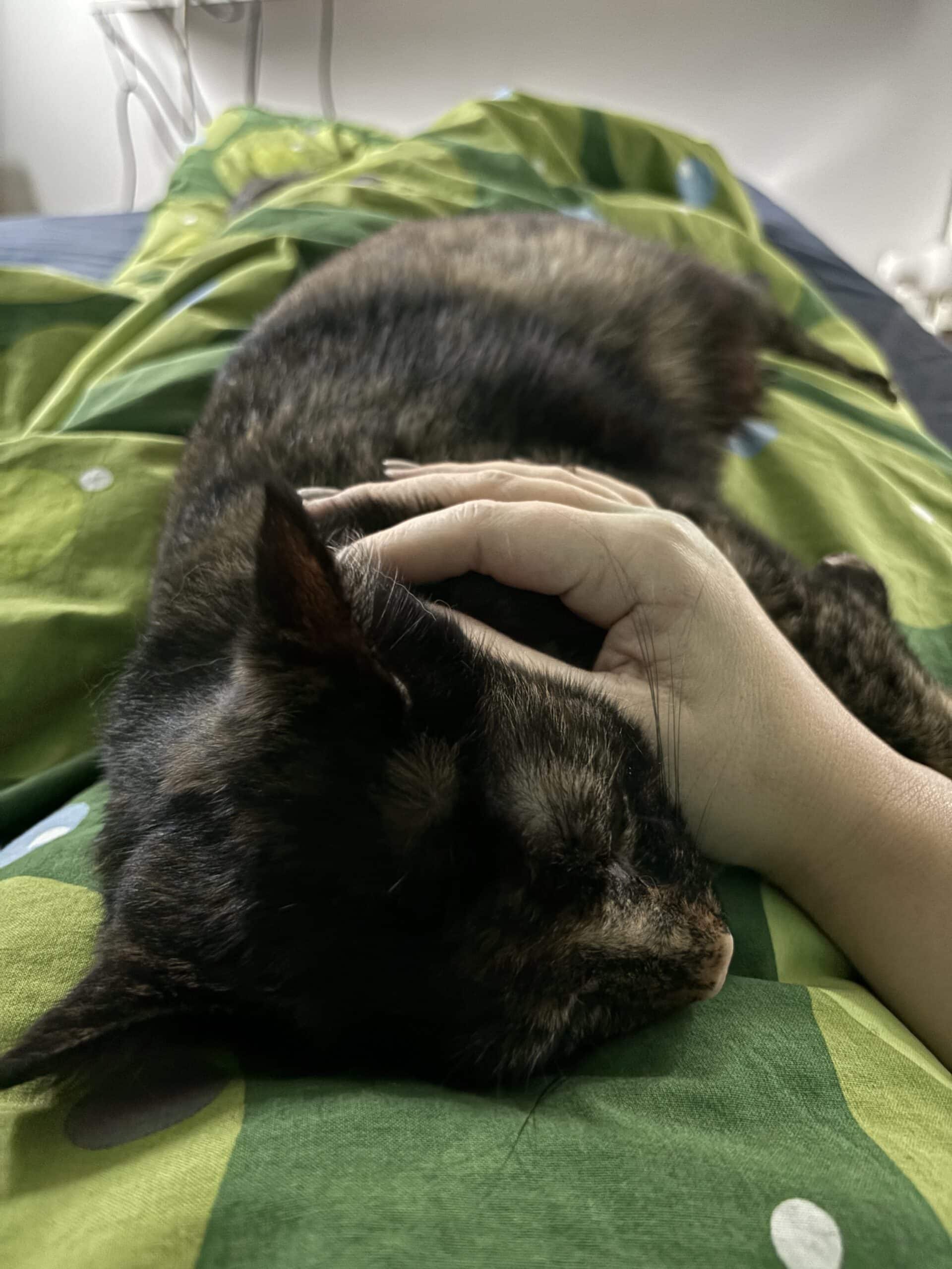 Hallo Samstag. Ich schlafe erstmal länger und die Katze will aber liegen bleiben.
