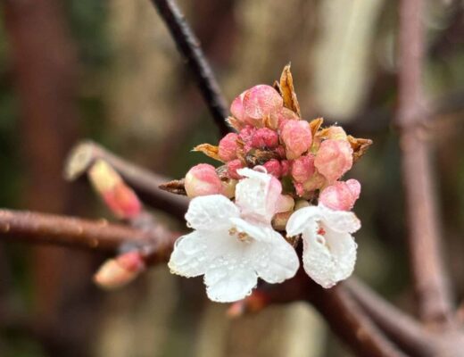 Erstmal ein paar Blüten am Wegesrand gefunden.