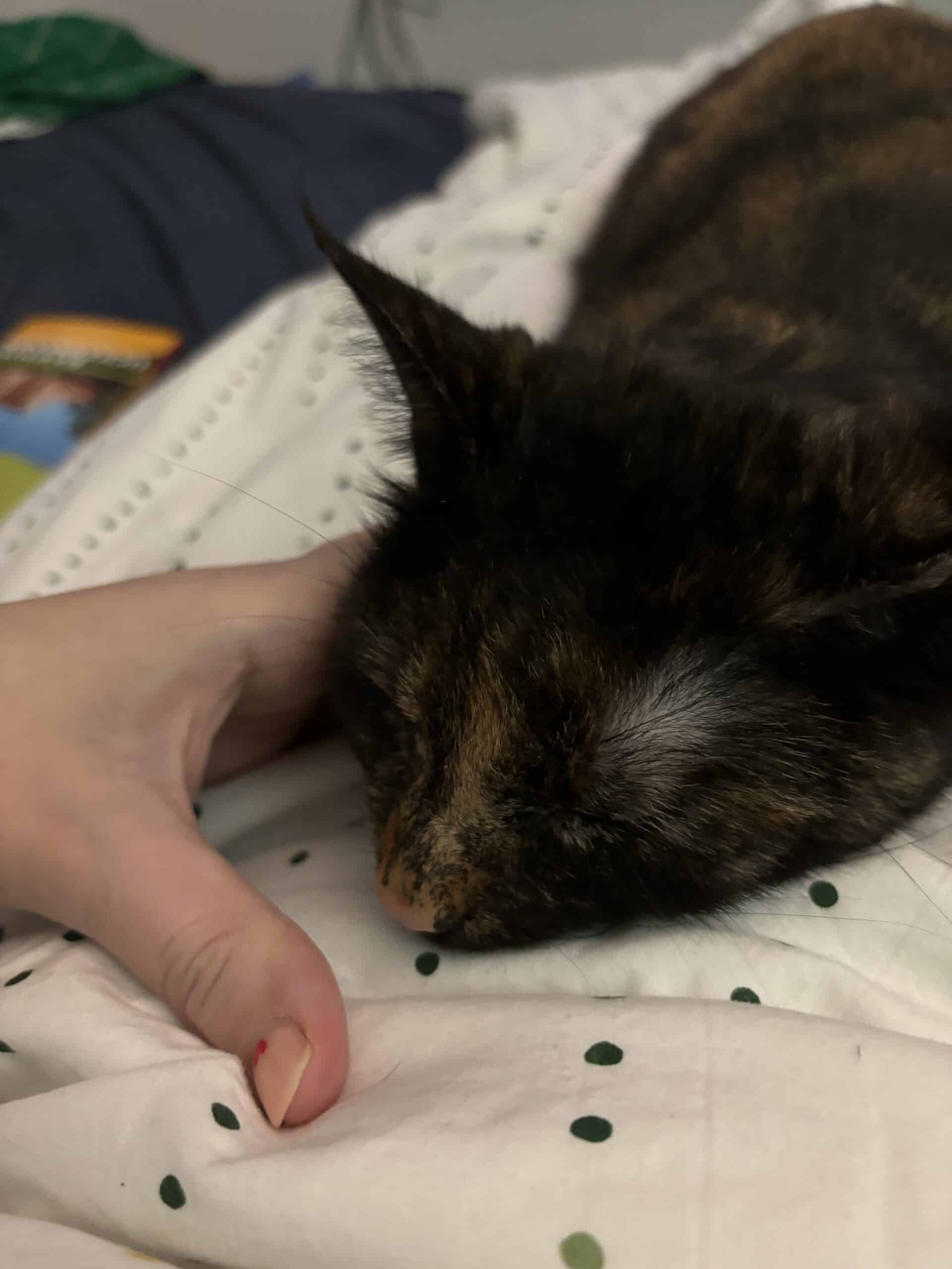 Hallo Sonntag. Erstmal eine Runde kuscheln.
