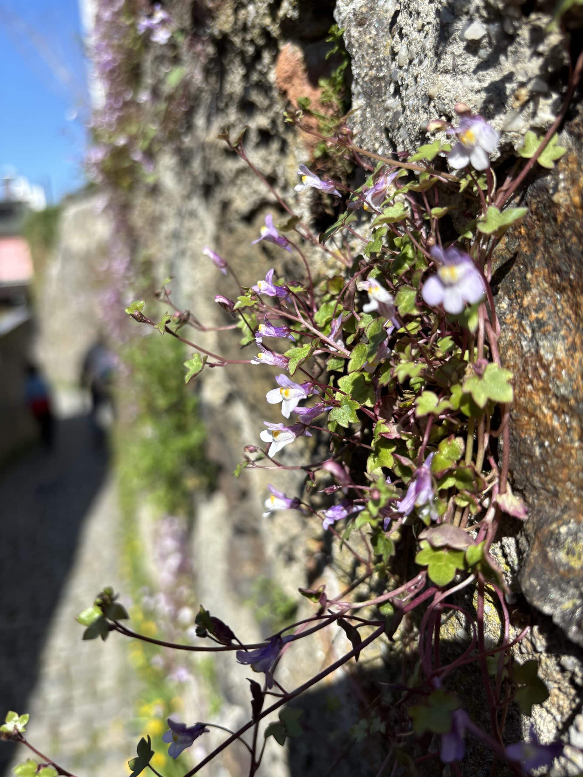 Wir gehen in Passau von Bord und besuchen die Stadt. Wirklich sehr hübsch.