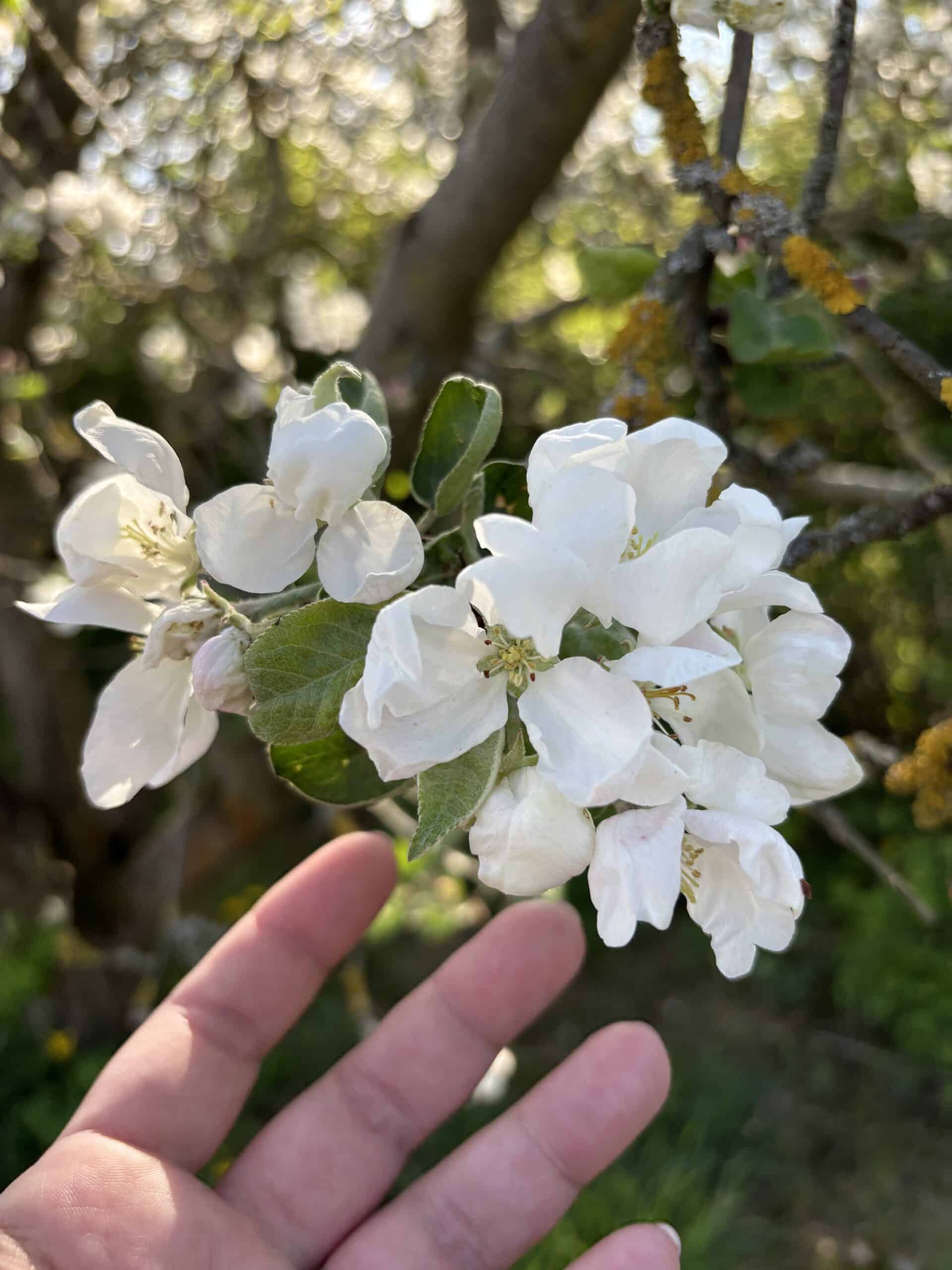 Noch eine Runde spazieren, allein am Nachmittag. In der letzten Woche ist der Frühling explodiert.