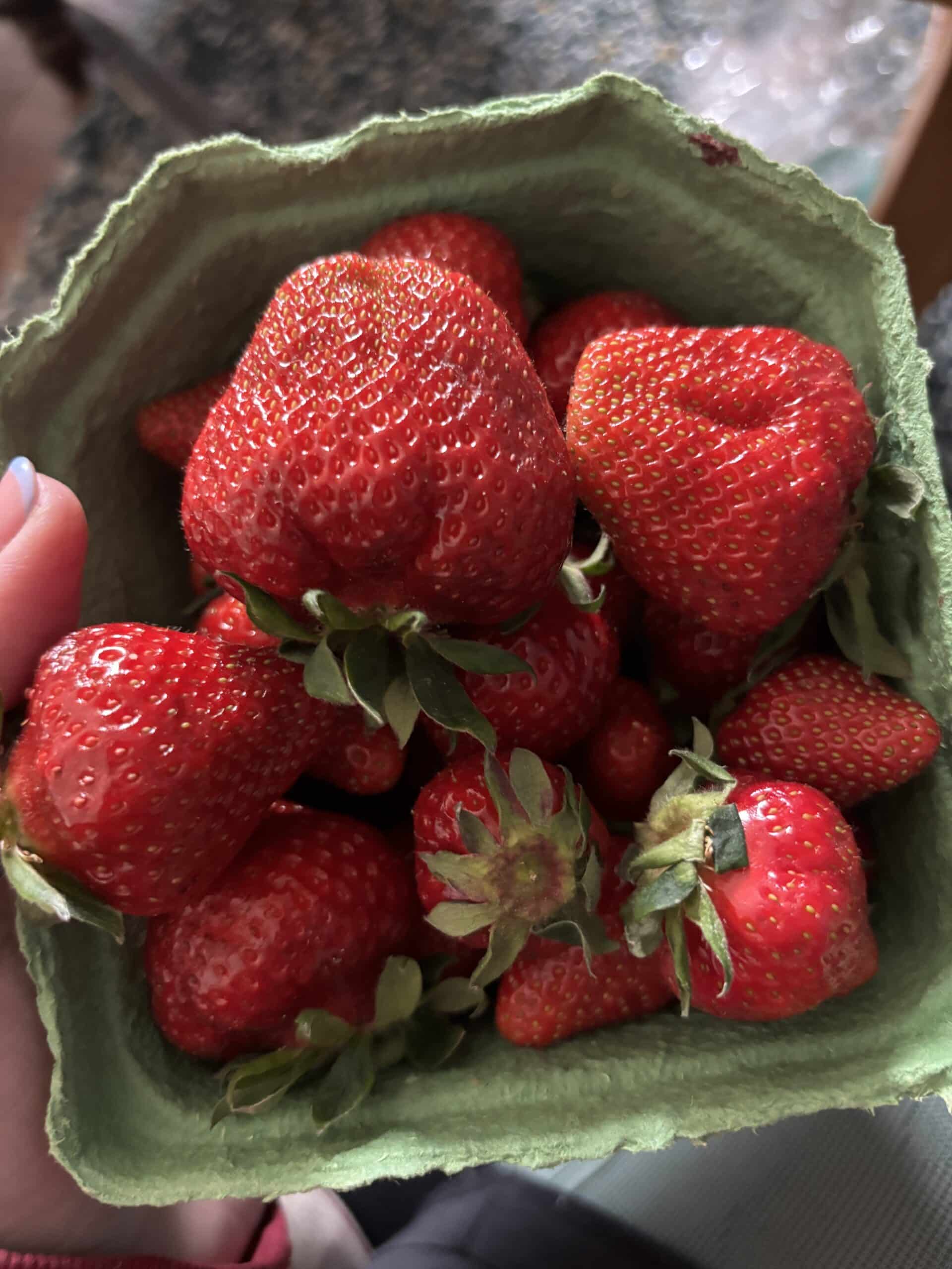 Der Mann bringt die ersten Erdbeeren mit. Was für ein Genuss.