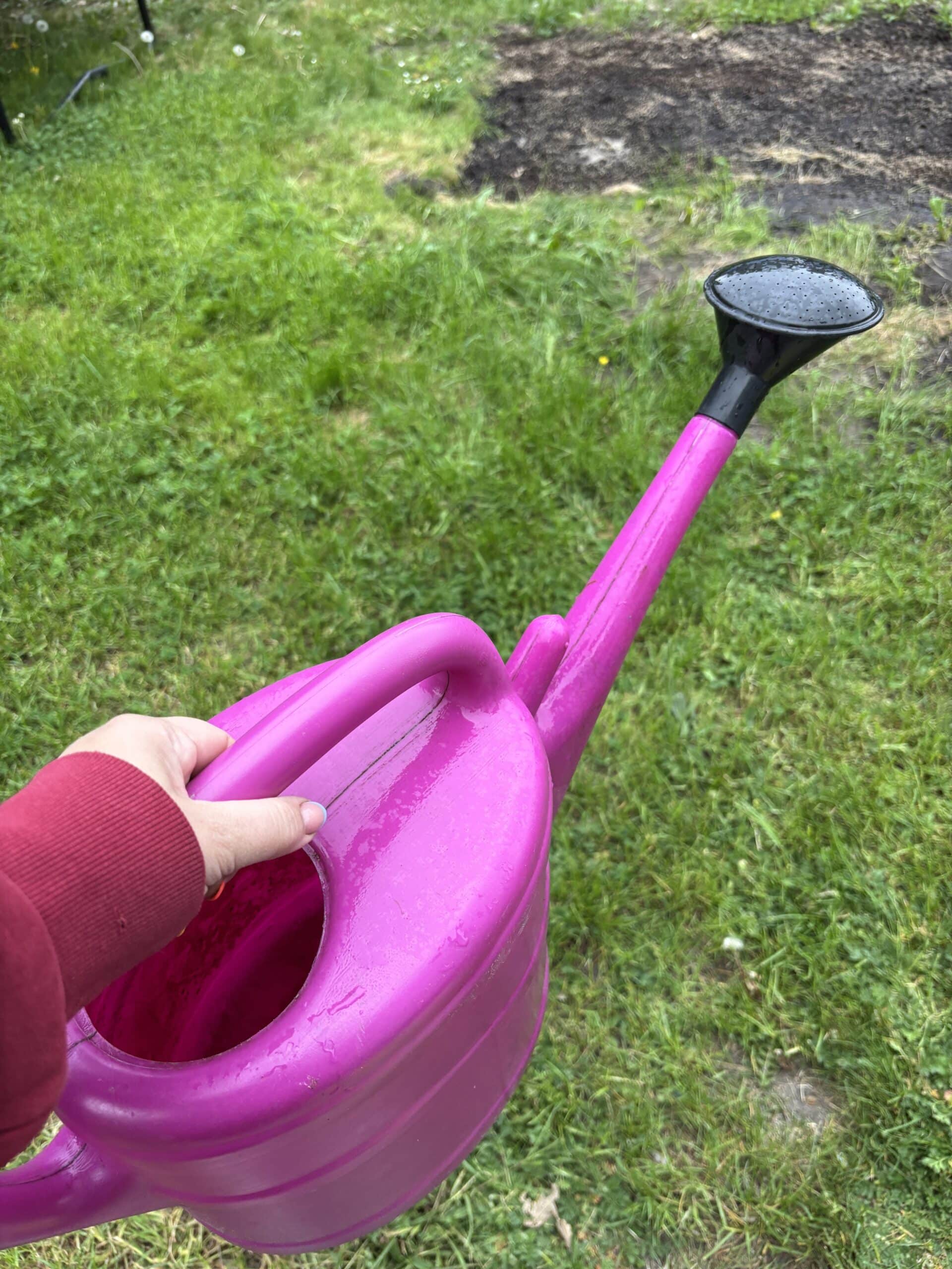 Im Garten werkele ich ein bisschen und gieße dann den frischen Rasen.