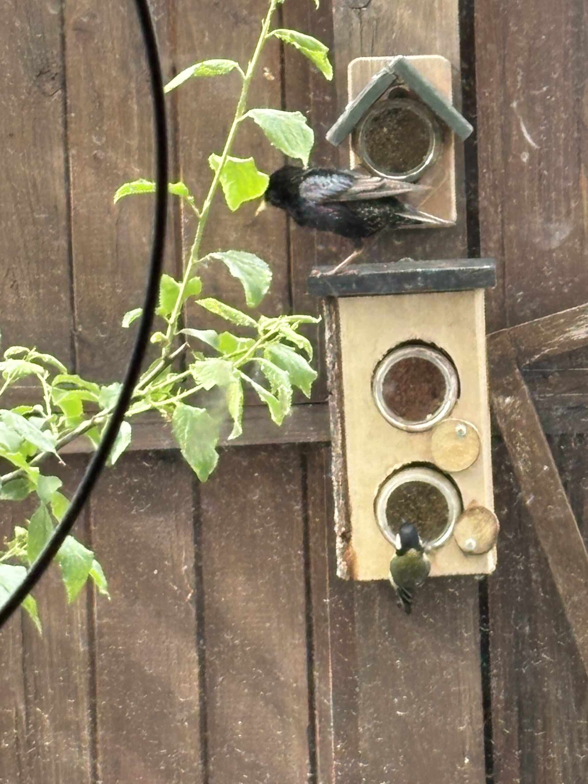 Ein "Star" Paar besucht unsere Futterstation. Wie bunt das alles ist.