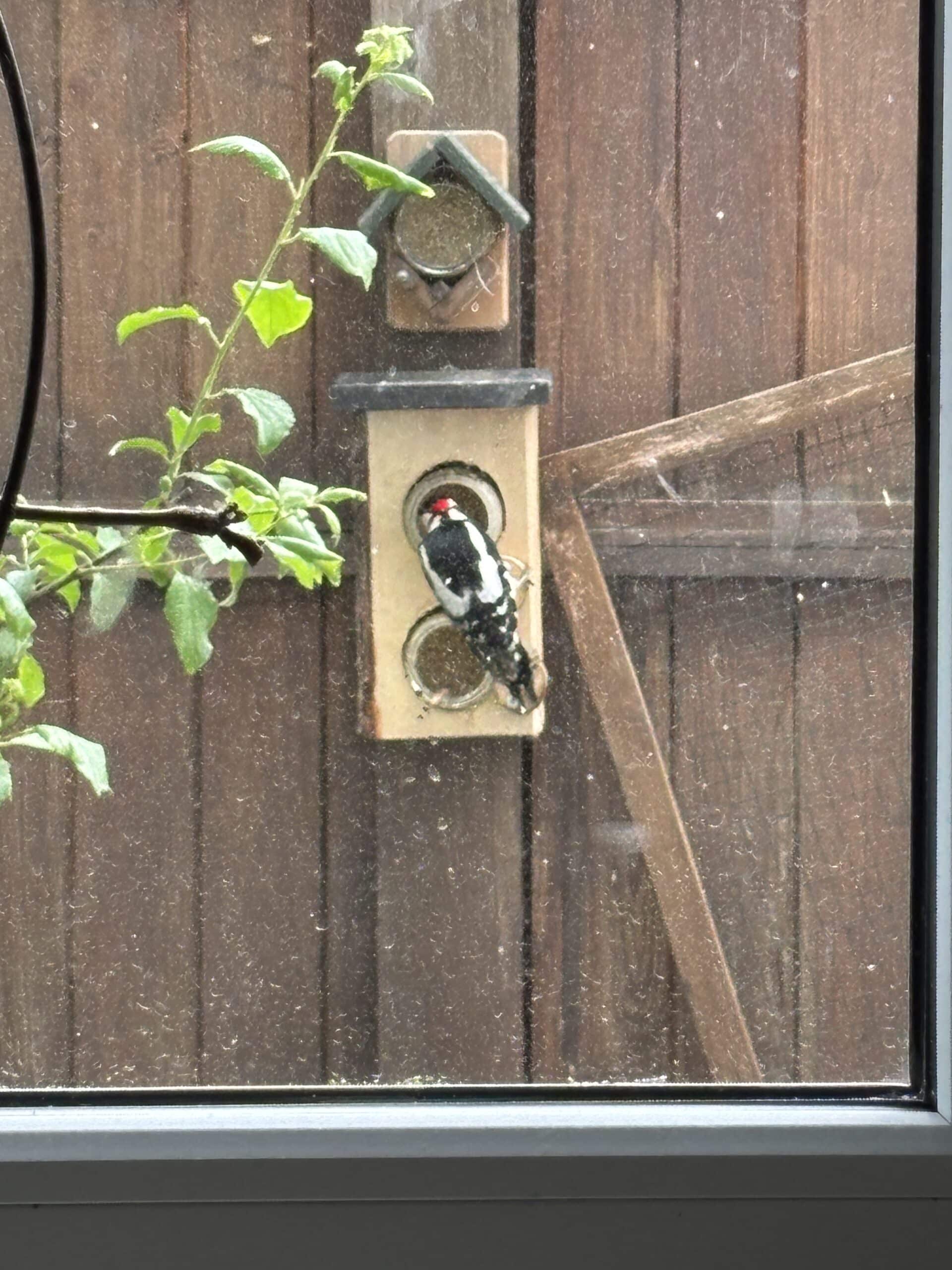 Der kommt dann auch wirklich zu Besuch. Ich liebe es, dass wir so viele Vögel zu Besuch haben.