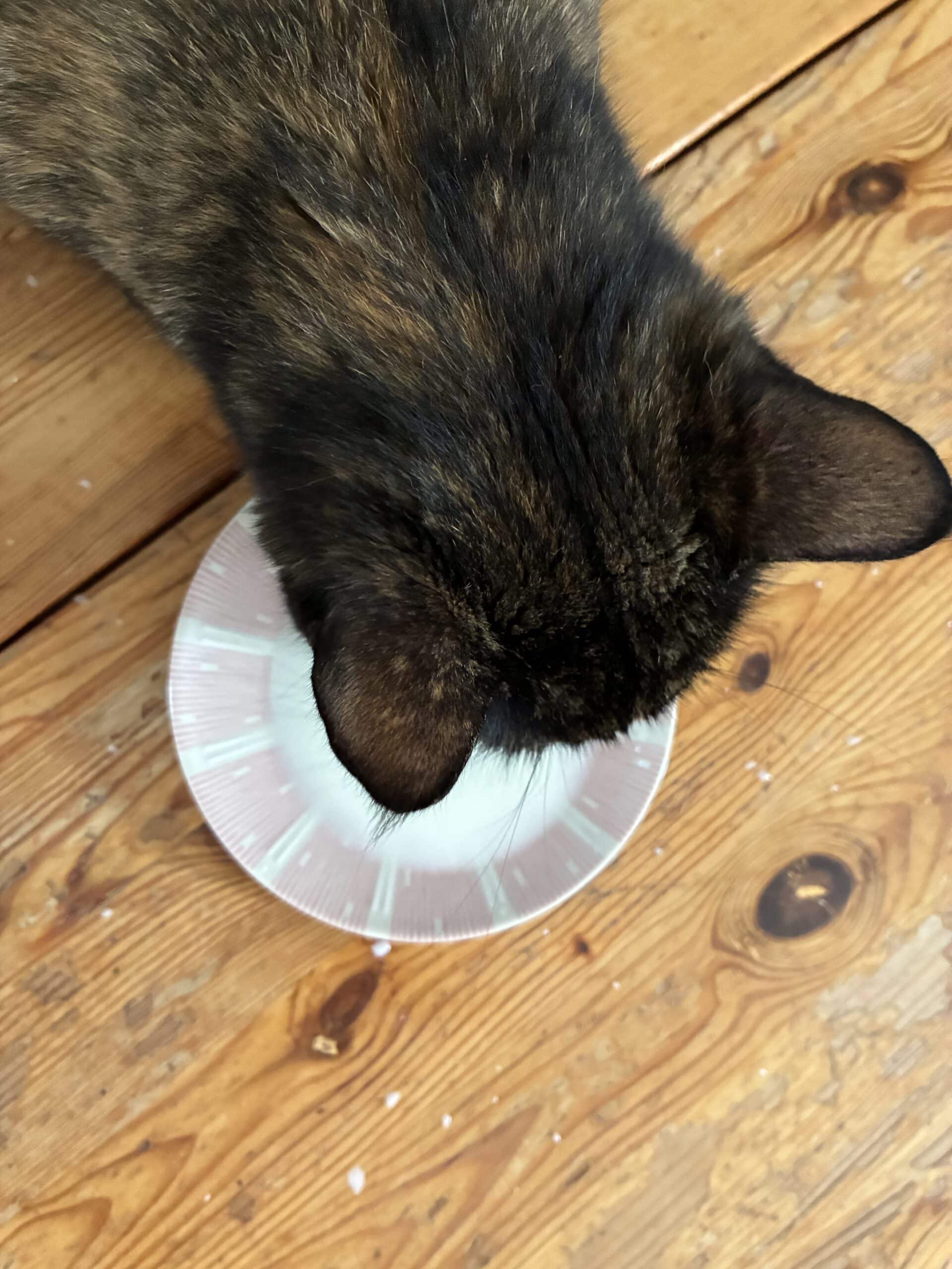 Ganz so allein dann doch nicht, die Katze kommt mich besuchen.
