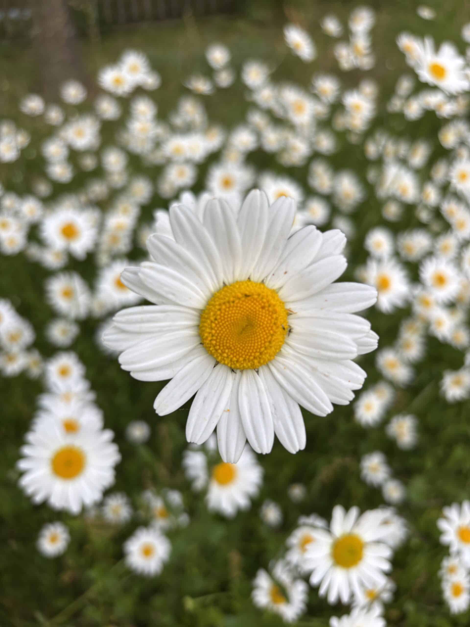 Beim Spaziergang schöne Blumen gesehen.
