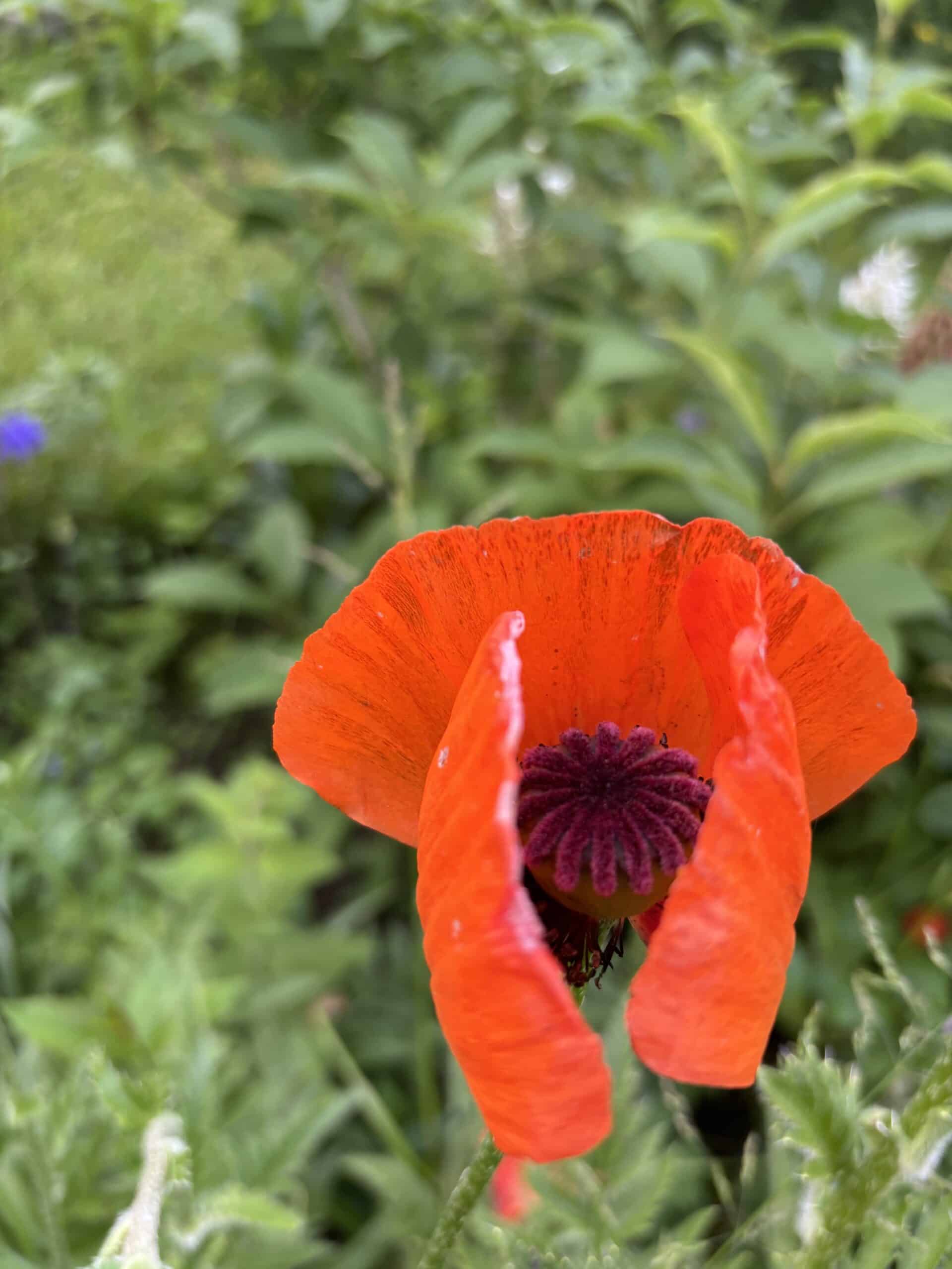 und danach wieder so schönen Mohn entdeckt.