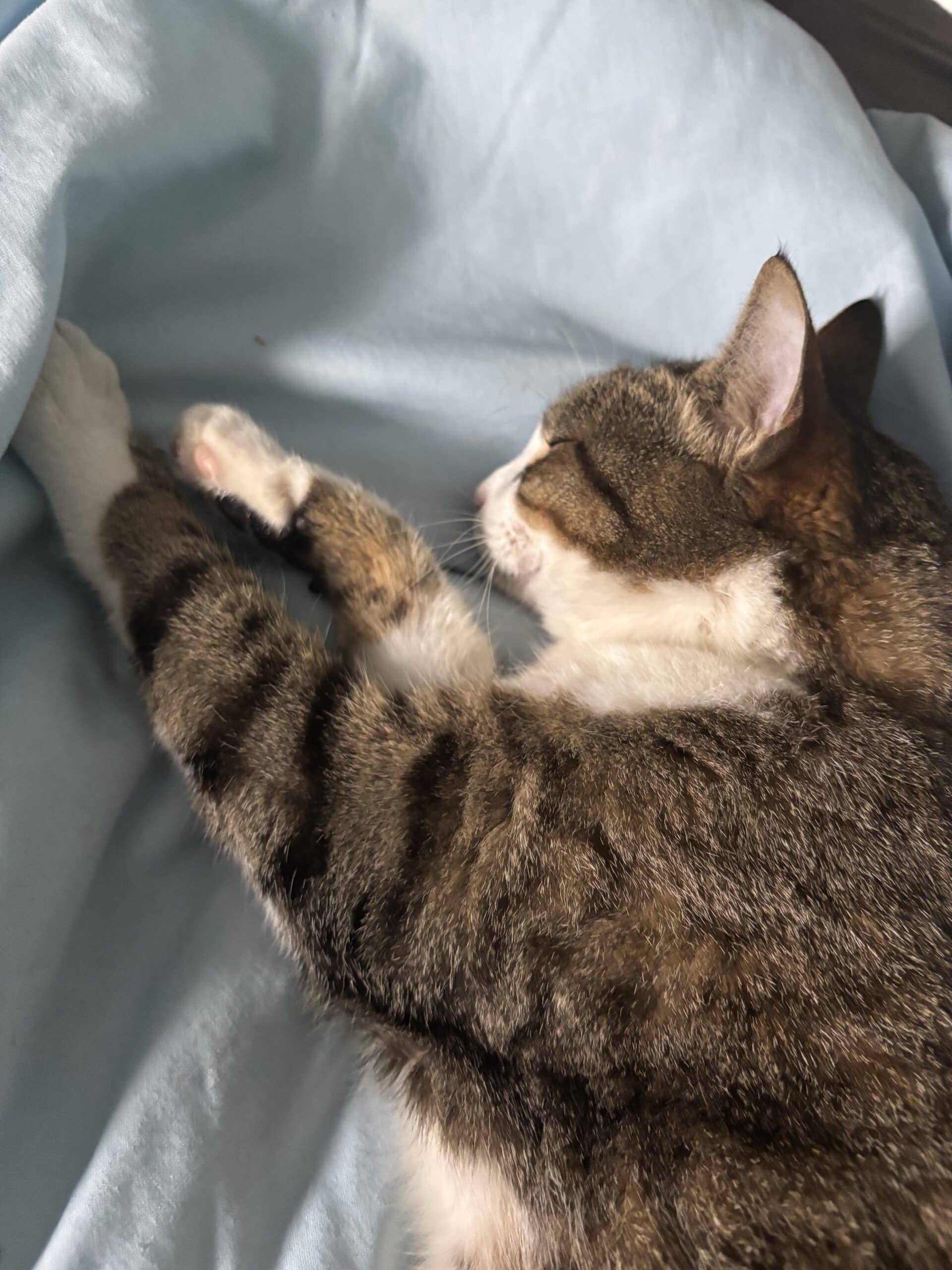 Kuscheln mit der Katze am Morgen.