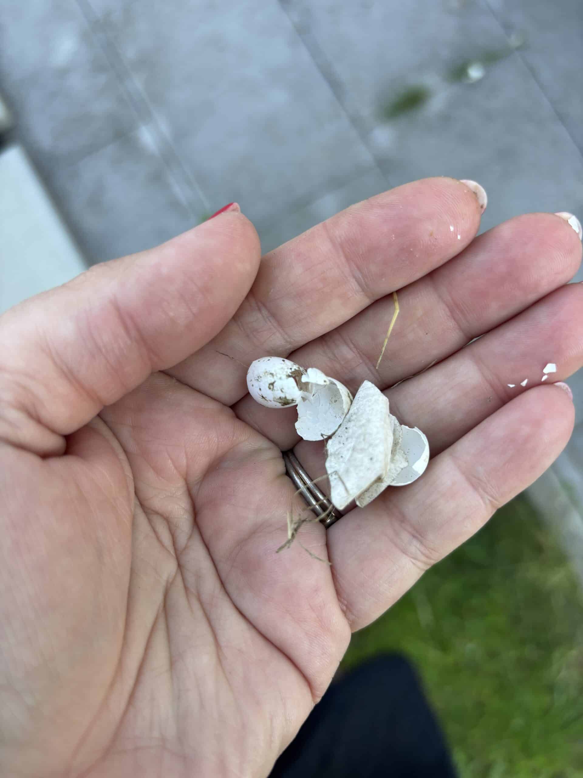 #9 Im Garten dann noch schnell ein paar Schwalben Eierschalen einsammeln.