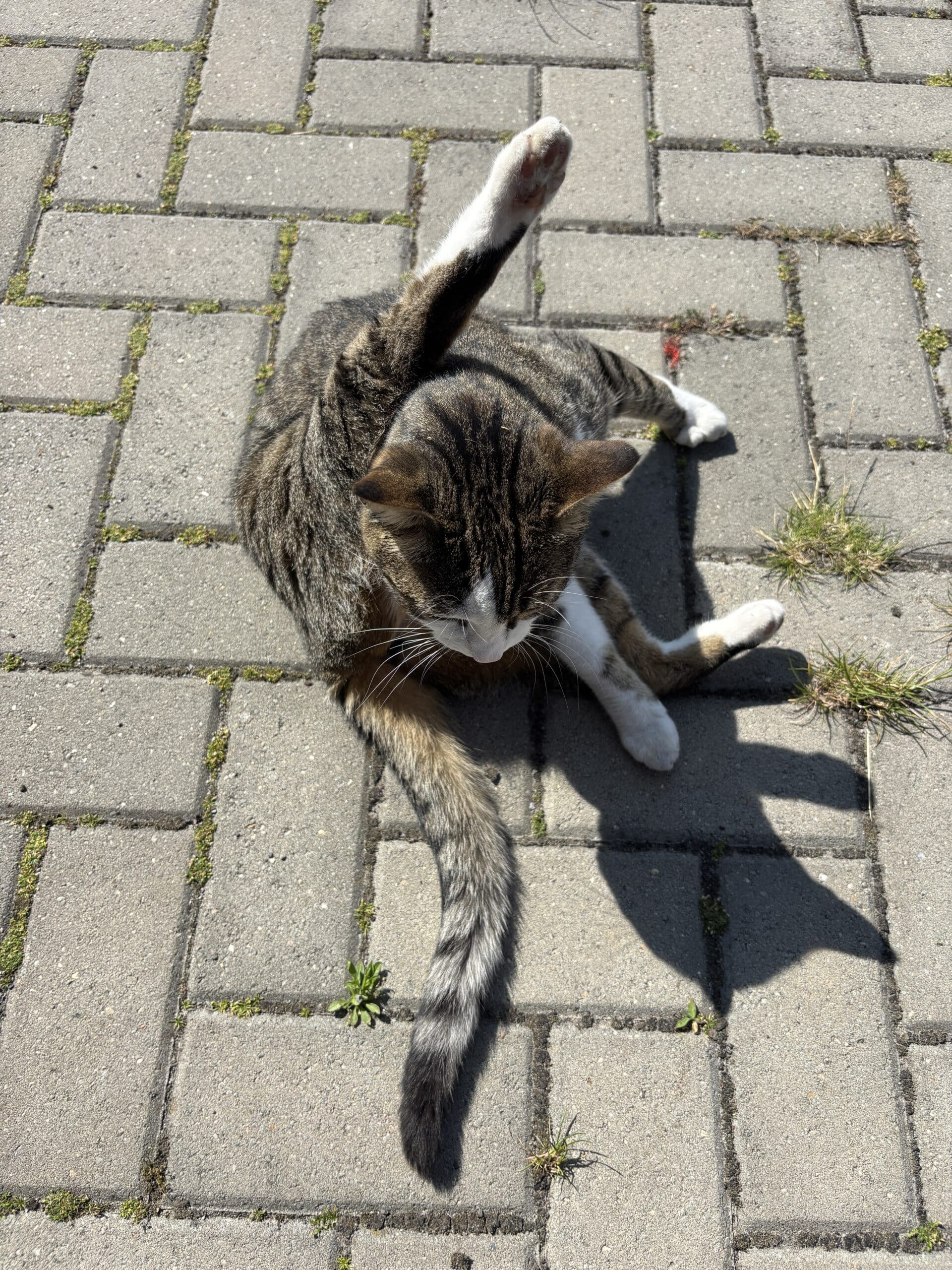 Hallo Samstag. Die Sonne scheint und die Katze sitzt draußen und freut sich.