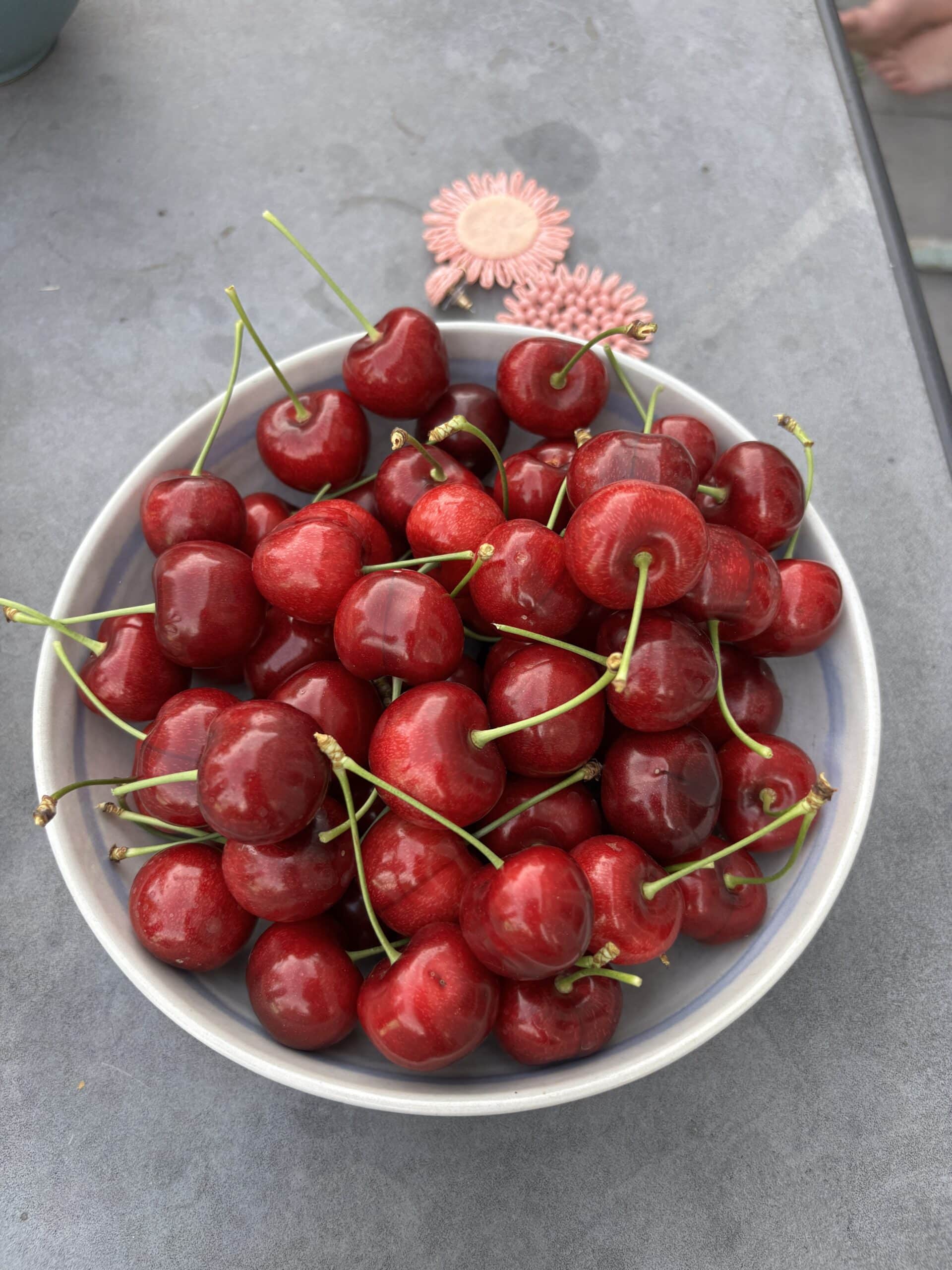 Am Nachmittag pflücken wir Kirschen im eigenen Garten.