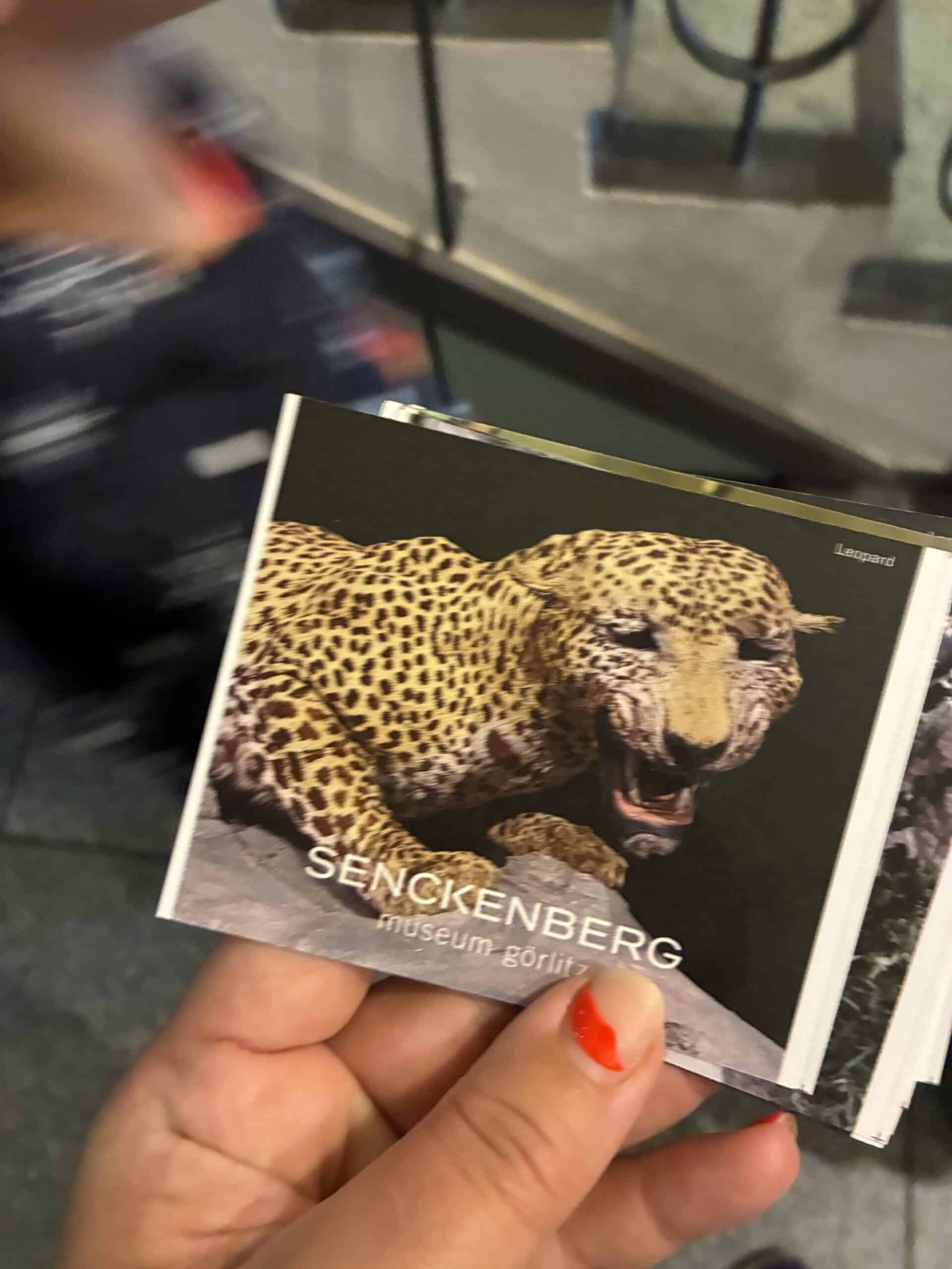 Danach geht es in das Senckenberg Museum nach Görlitz. Das Museum ist immer wieder schön.