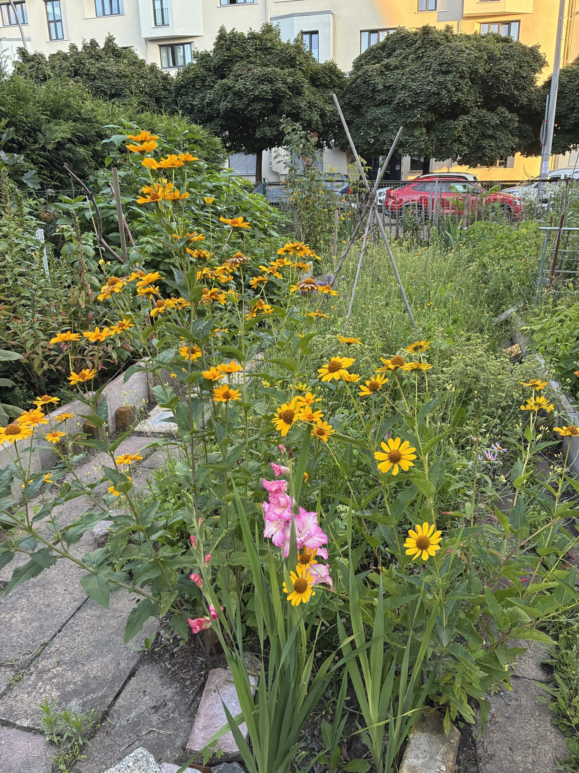 Nebenan ist ein Gemeinschaftsgarten. Das sieht schön aus.