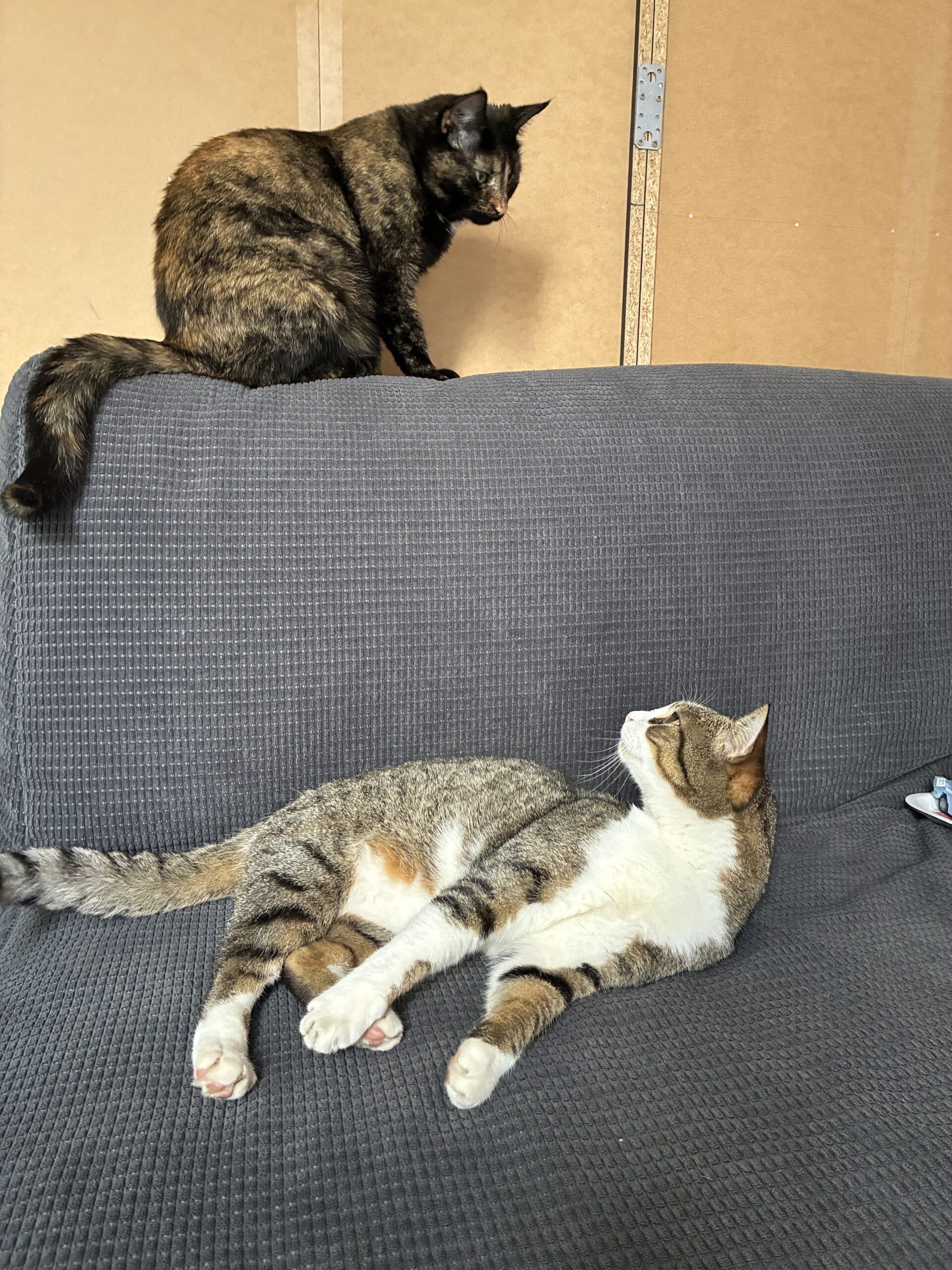 #7 oder die hinter mir sitzen und sich lautstark streiten. Kaum sind die Kinder mal nicht da, quatschen die Katzen.