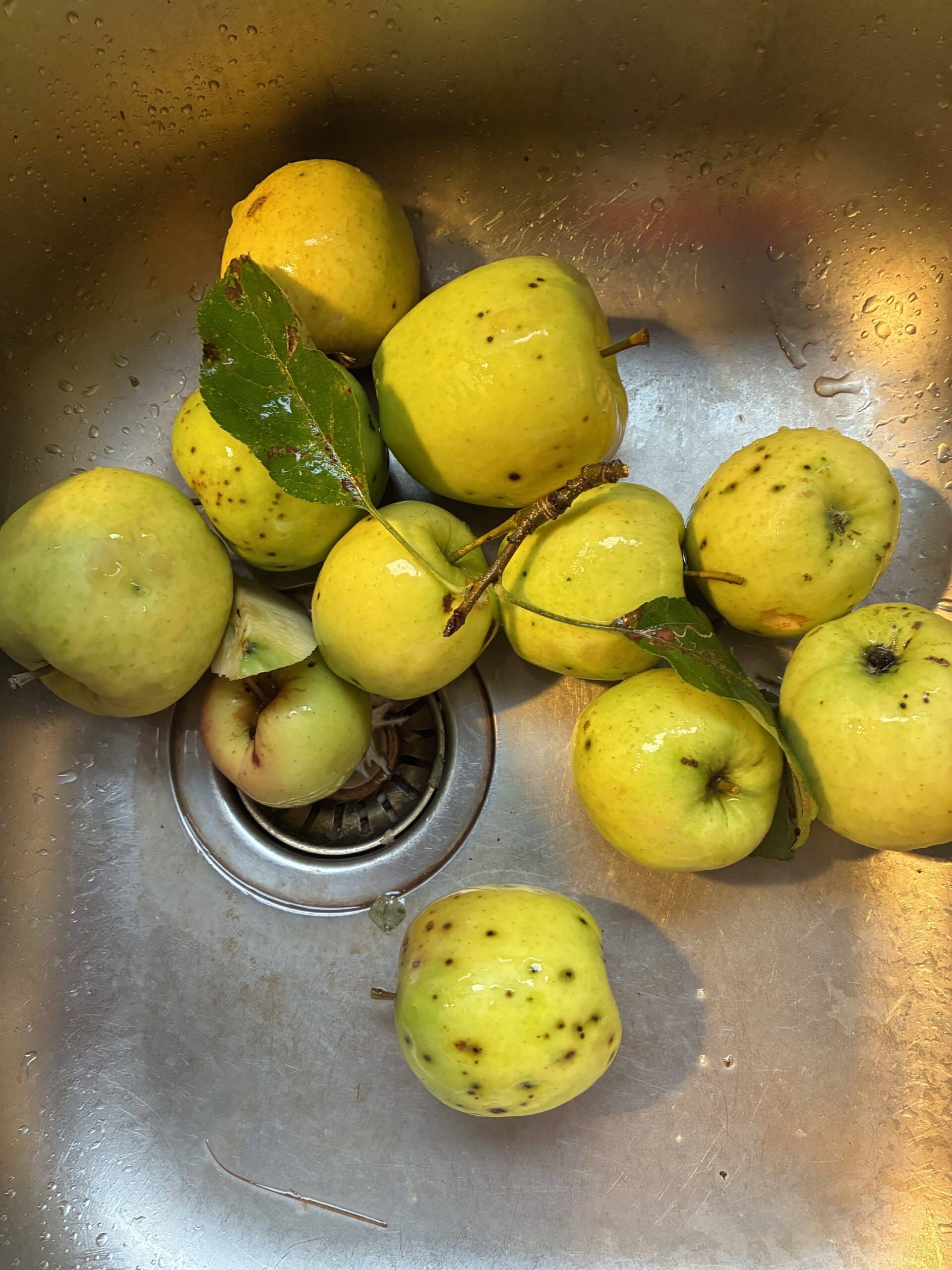 Ich ernte den Apfelbaum ab.