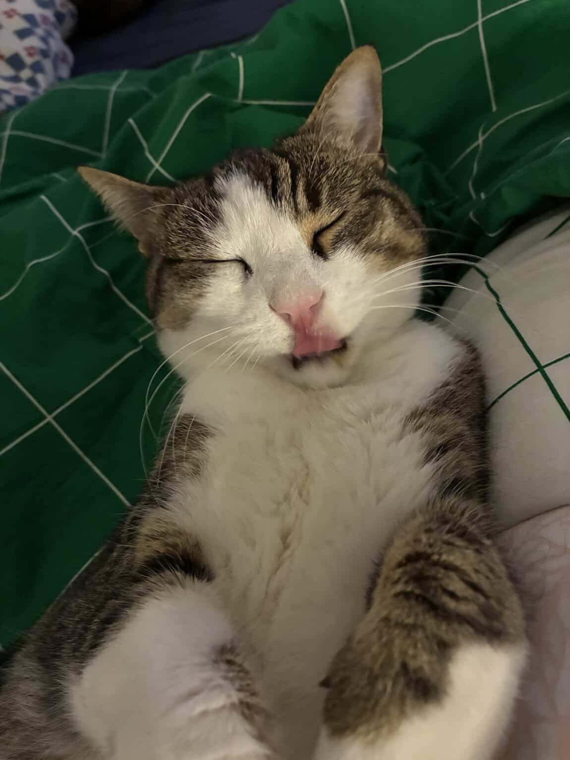 Hallo Samstag. Der Tag beginnt kuschlig.