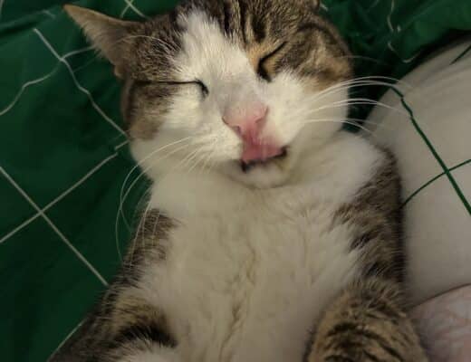 Hallo Samstag. Der Tag beginnt kuschlig.