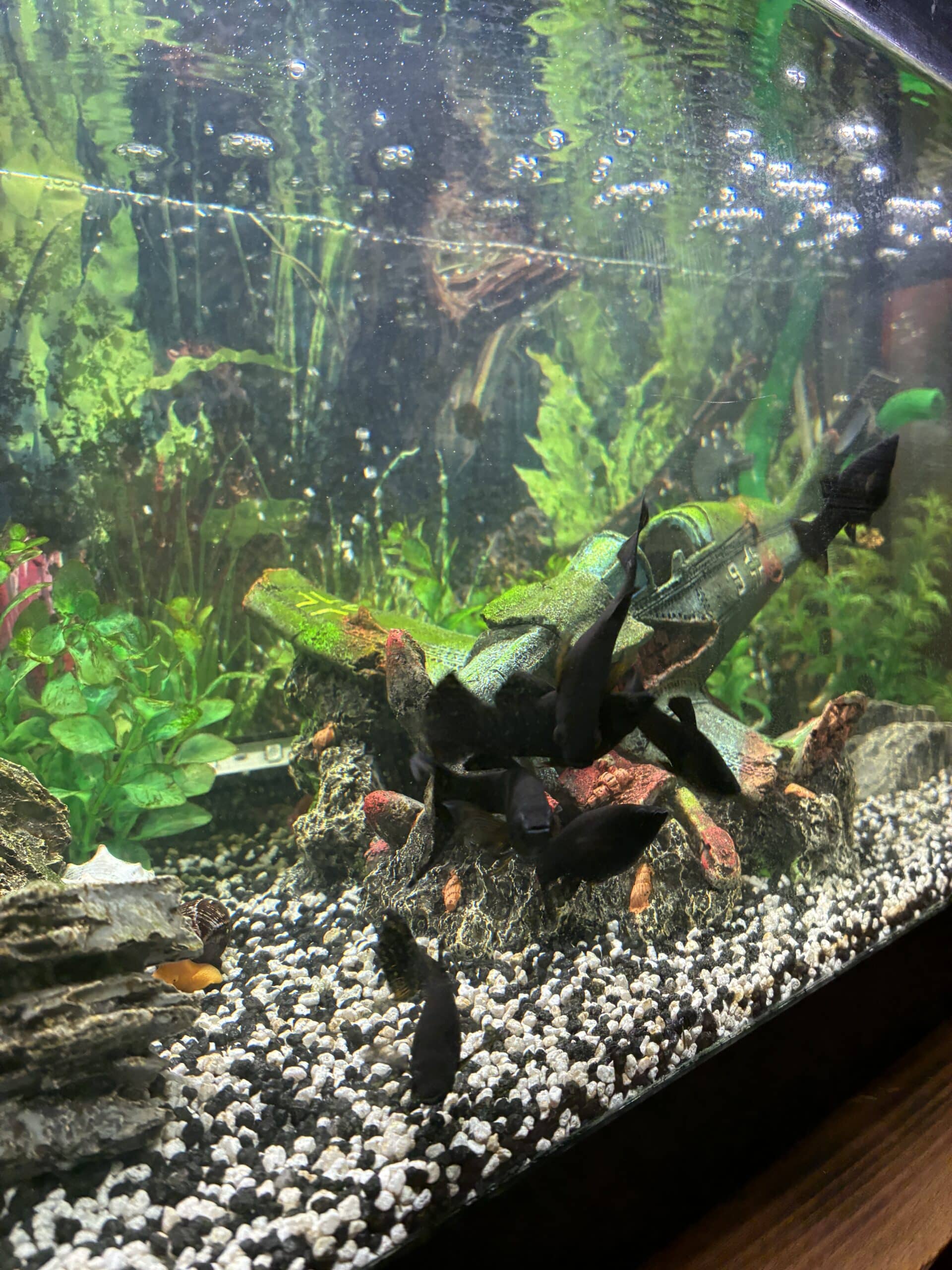 und ein seltsames Fischtheater im Aquarium.