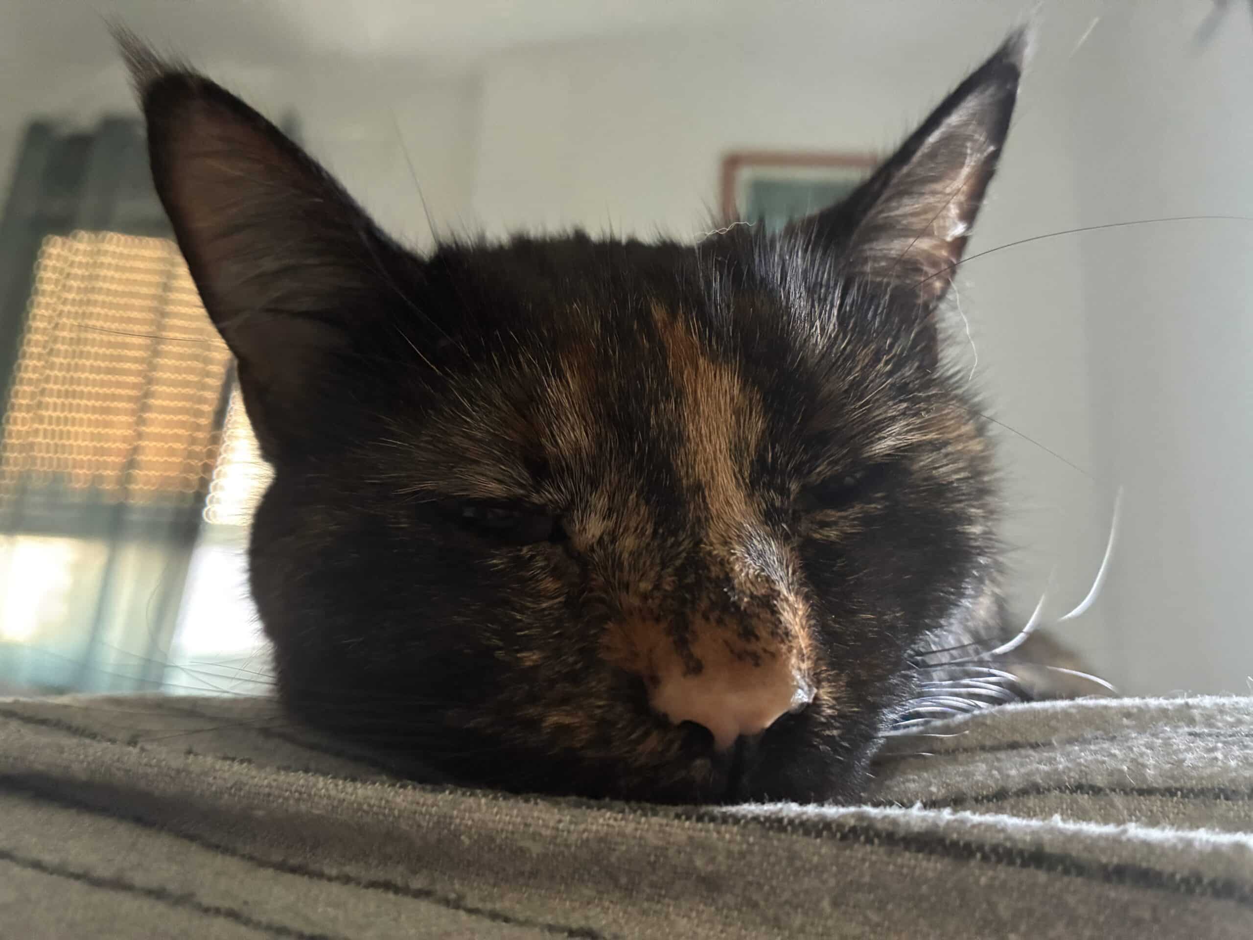 Hallo Samstag. Die Katze kuschelt.