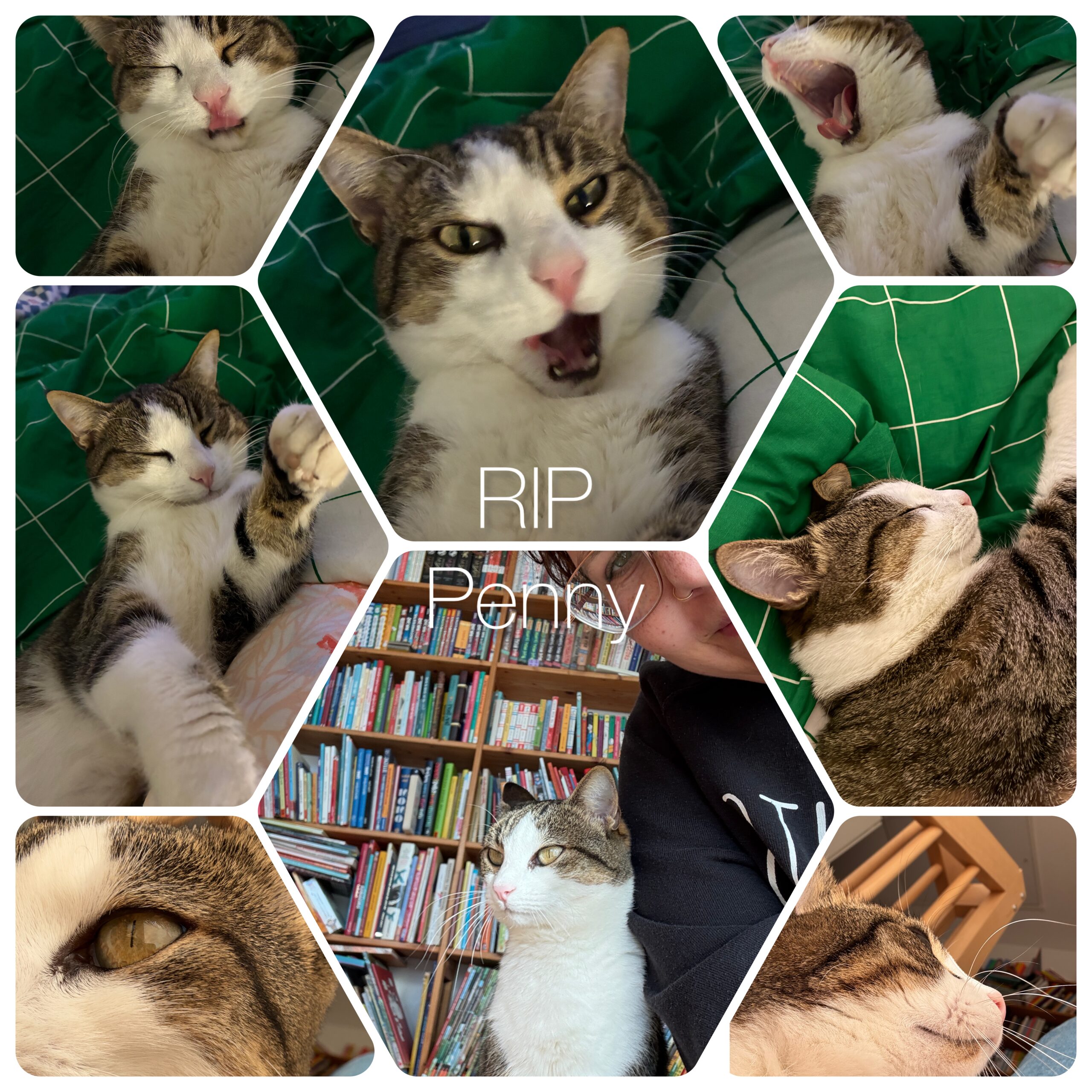 Am Morgen (nach Posten in diversen Gruppen) die traurige Gewissheit. Unsere Katze Penny ist letzten Mittwoch gestorben, überfahren.