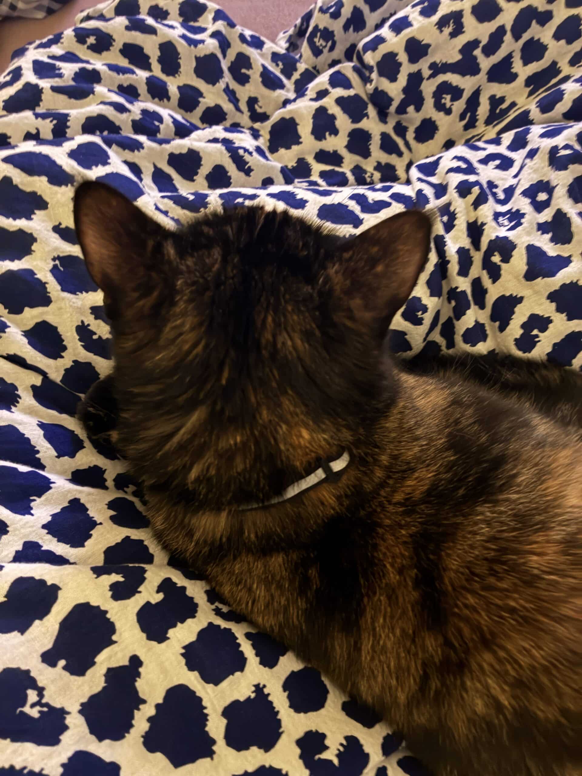 Hallo Samstag. Heute beginnt meine Fortbildung, für die mich angemeldet habe um in Zukunft ein Ehrenamt ausüben zu können. Ehrlich gesagt liegen vor mir ca. 14 anstrengende Tage, die früh beginnen.