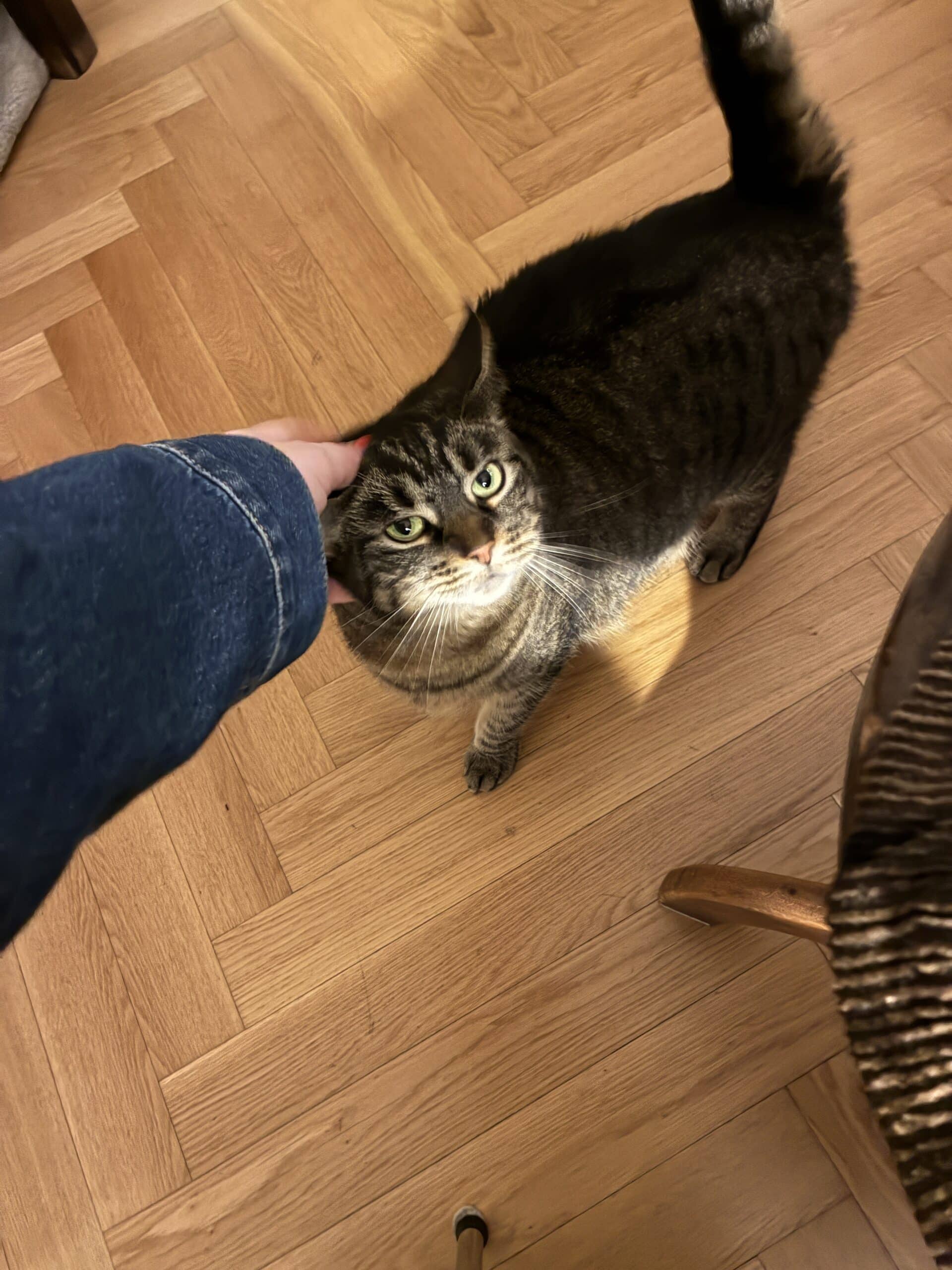 An dem ich die Mutterkatze unserer Katze wiedertreffe. Sie schnurrt übrigens genauso laut wie unsere und hat auch so puschlige Ohren.