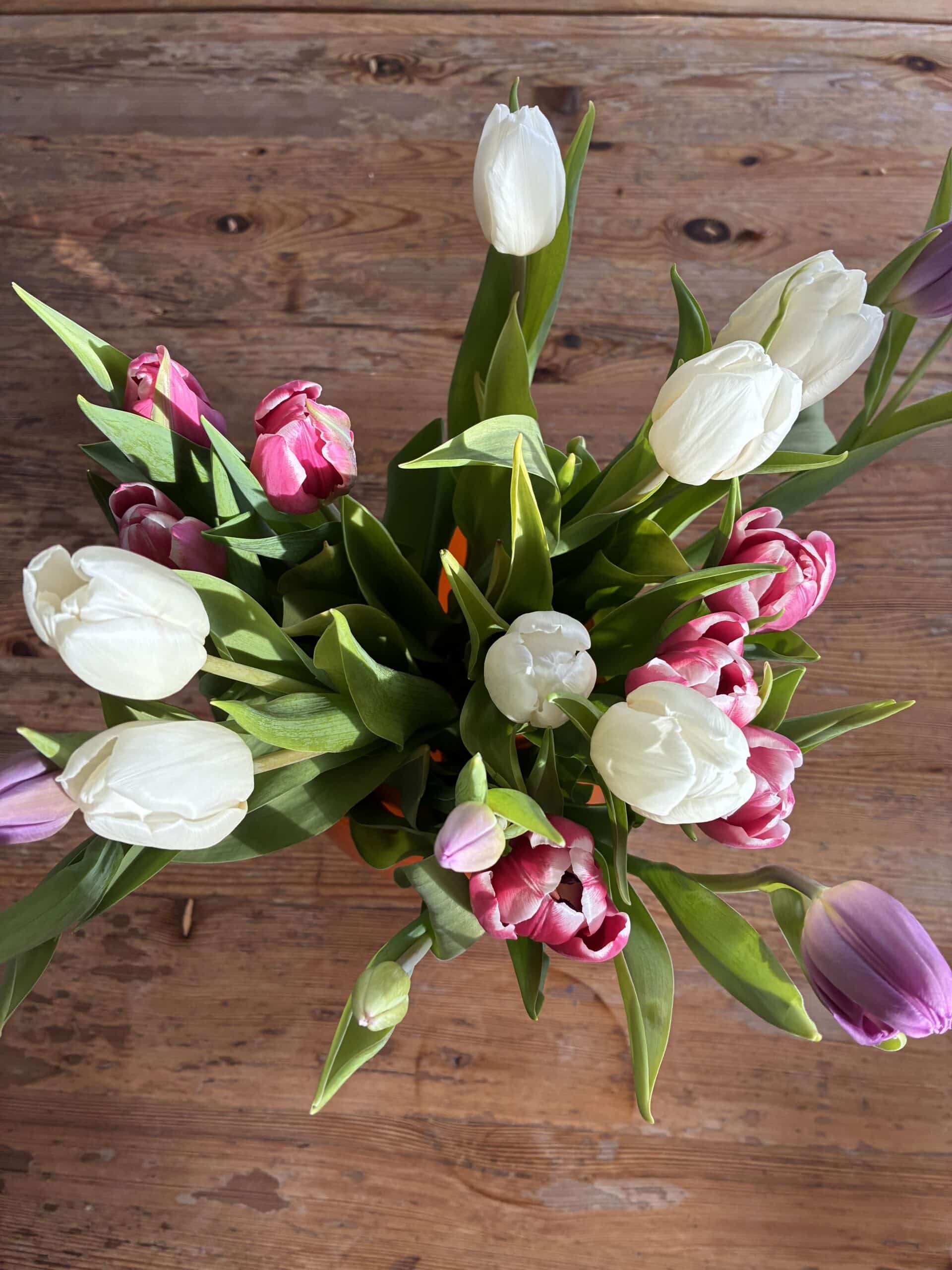 und am Nachmittag öffnen sich dann auch noch die Tulpen.