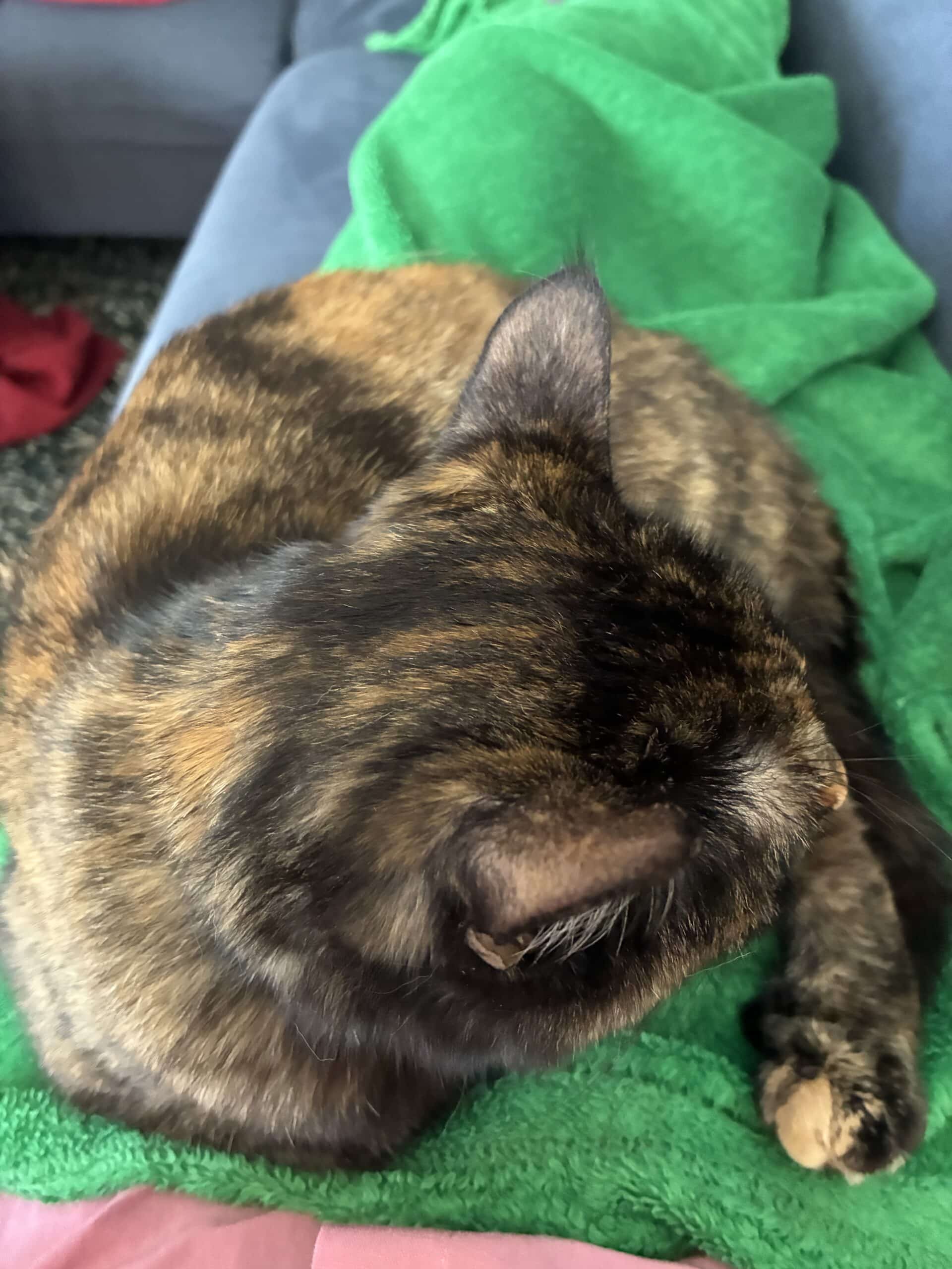 Danach kuschelt die Katze mit mir. Der Vormittag verläuft also ruhig.