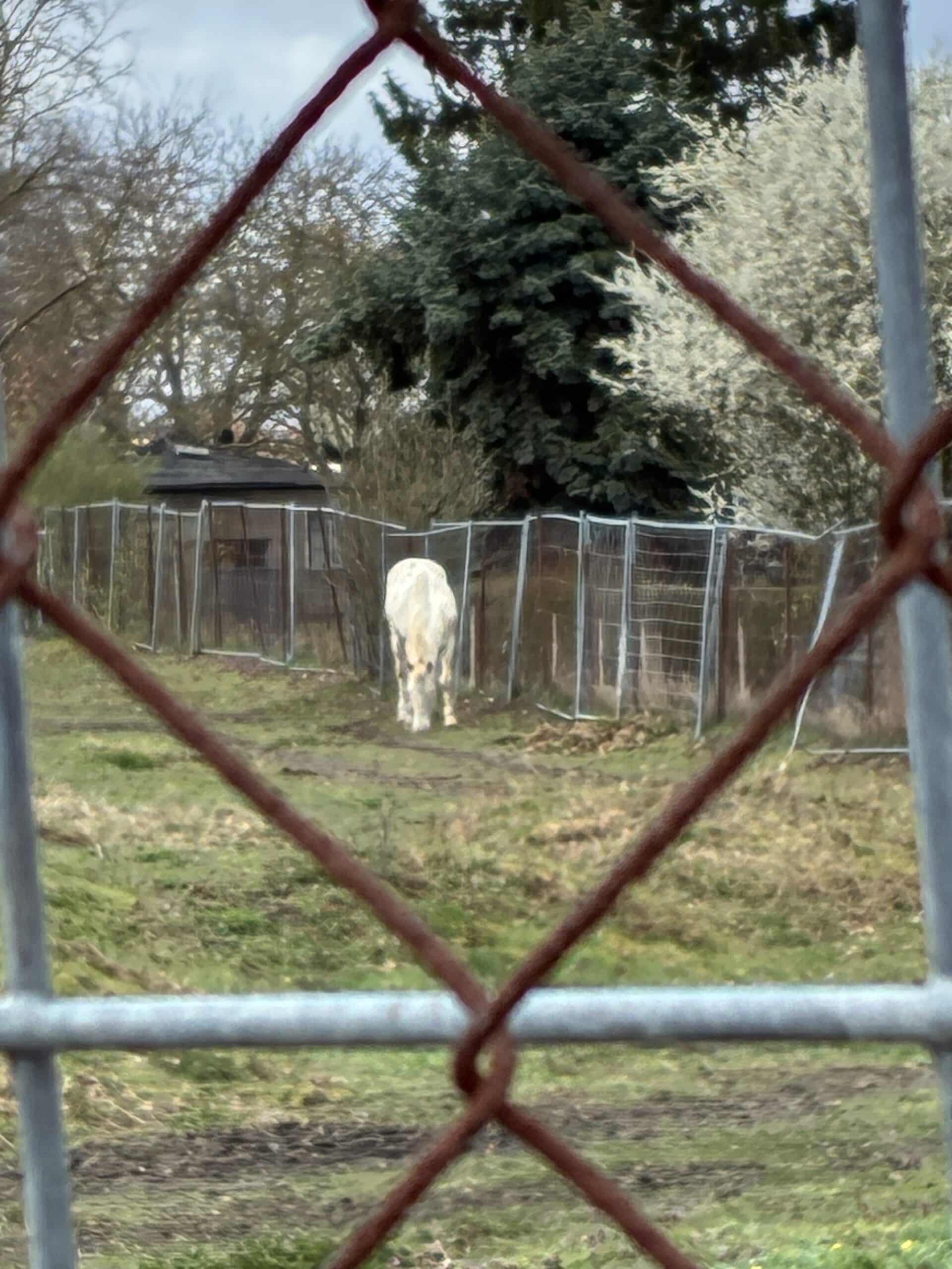 Es geht wieder eine Runde spazieren.