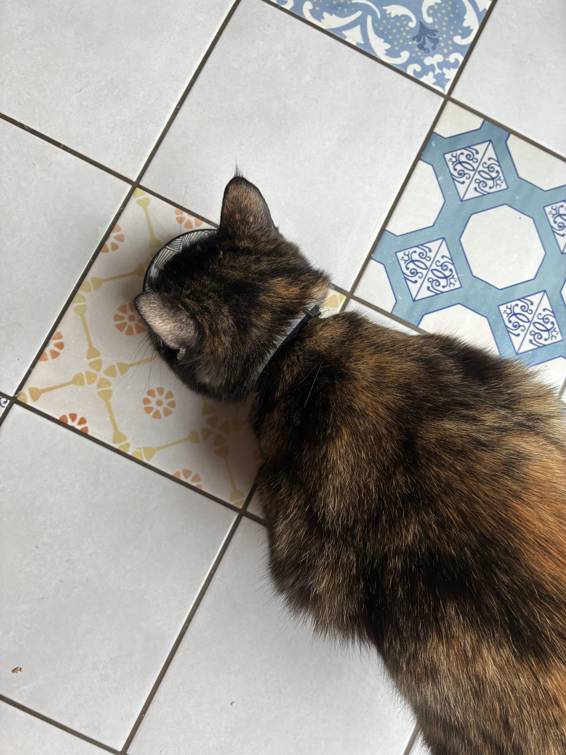 #3 Auch die Katze kriegt ihre Milch.