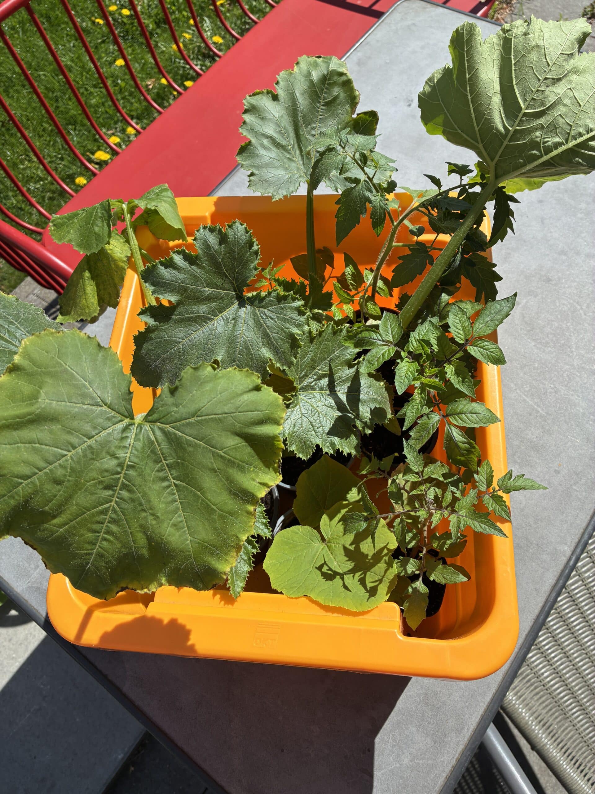 Danach gehe ich los und hole Pflanzen aus der Nachbarschaft ab.