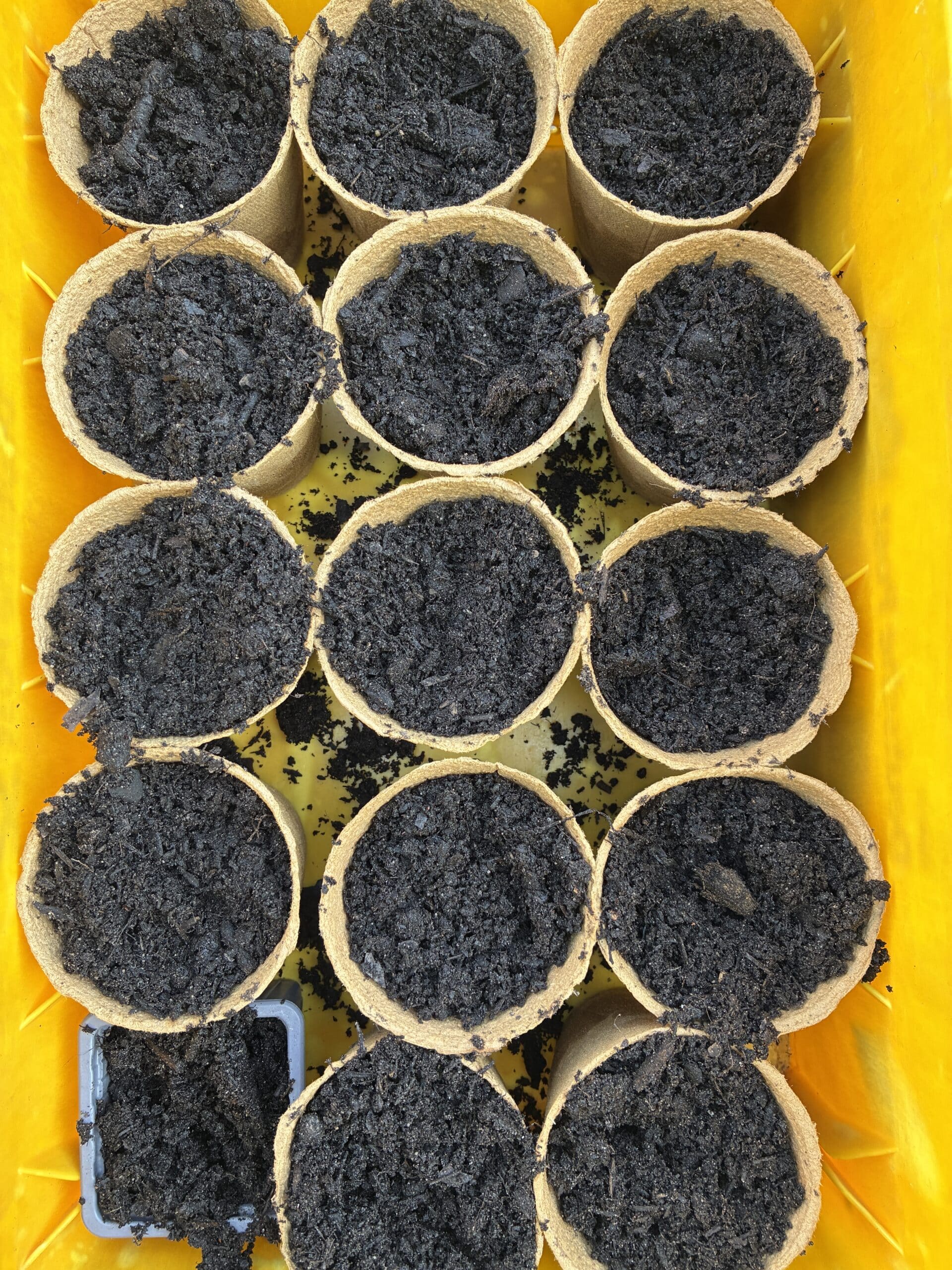 und säe daheim auch noch Sonnenblumen aus. Die werden vorgezogen und dann rausgesetzt, damit sie richtig groß werden können.