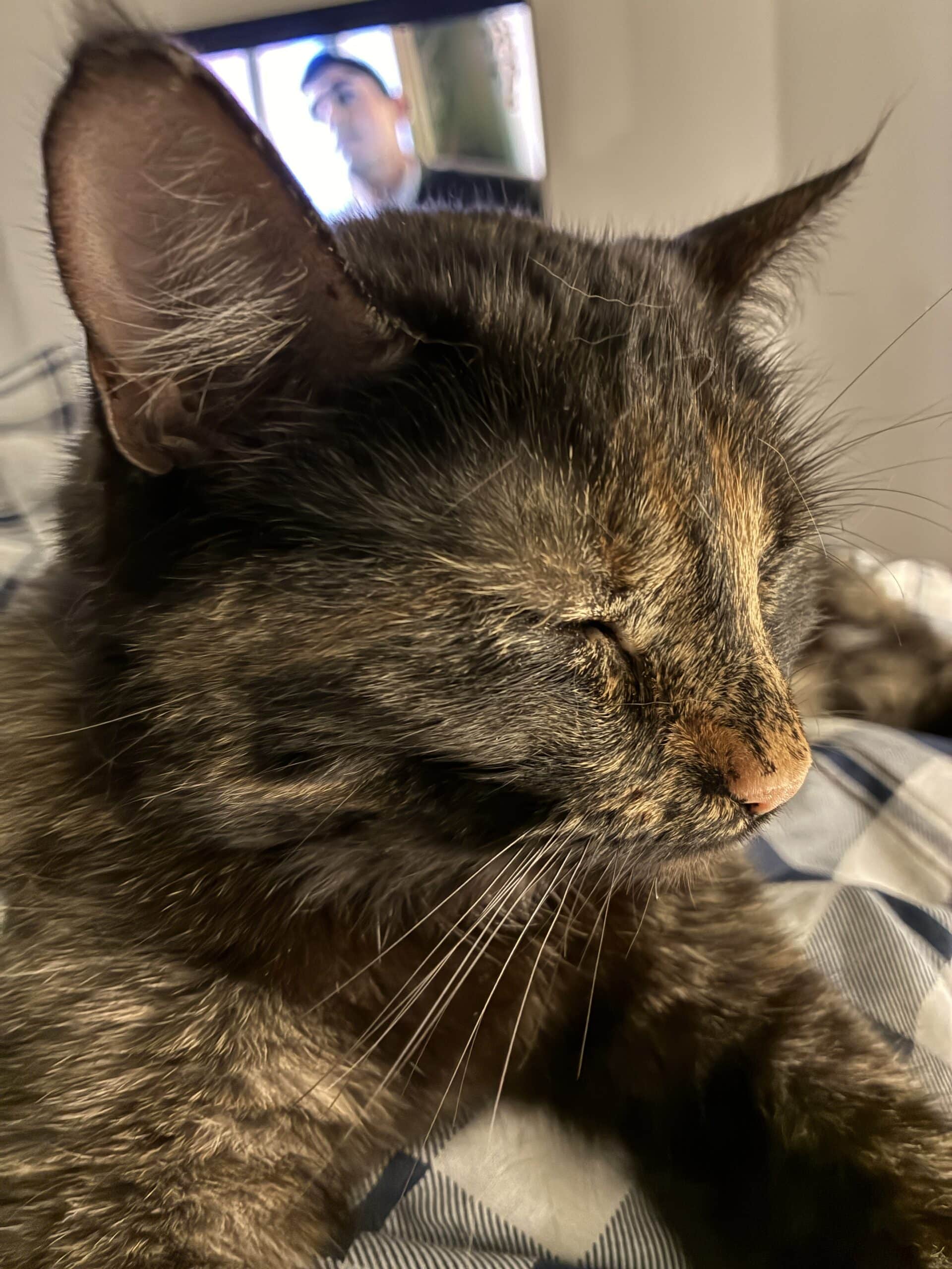 Am Abend dann ins Bett und mit der Katze Young Sherlock gucken. Ich fand die Serie ja gut. Kennt ihr die?