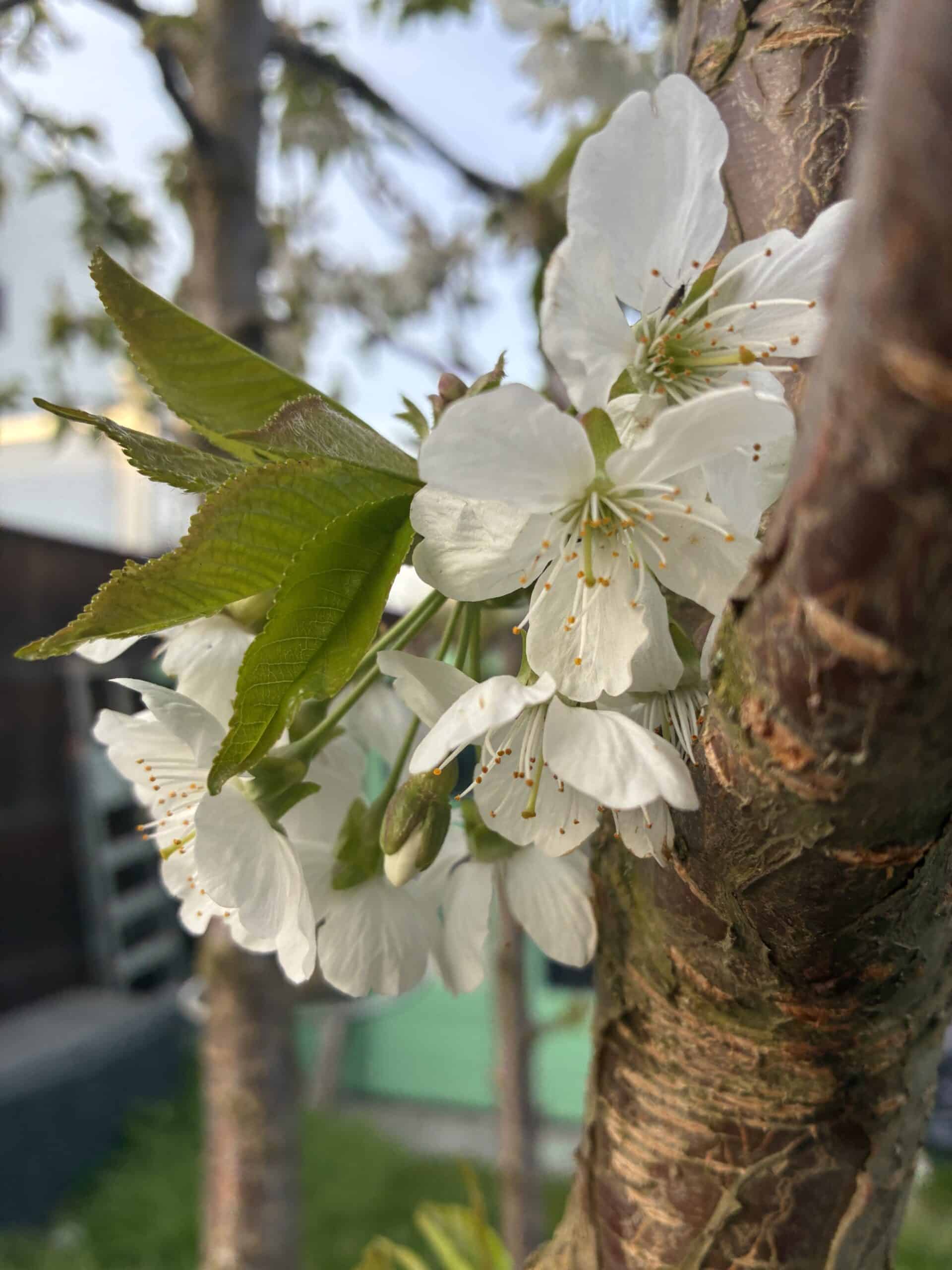 Am Nachmittag erstmal schauen wie es der Kirsche so geht. Der Nachmittag soll ruhiger werden.