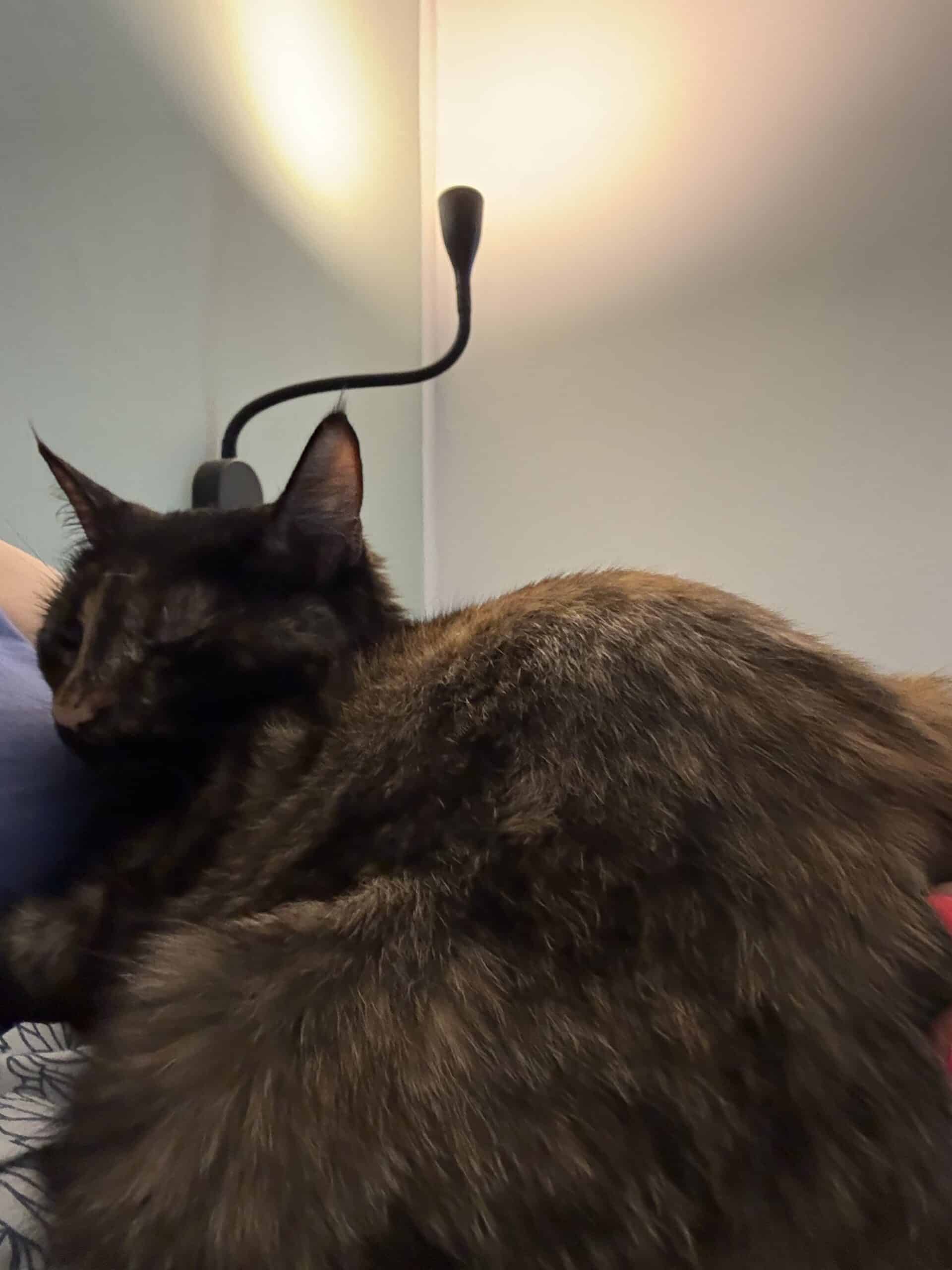 #6 und von der Katze bewacht werden
